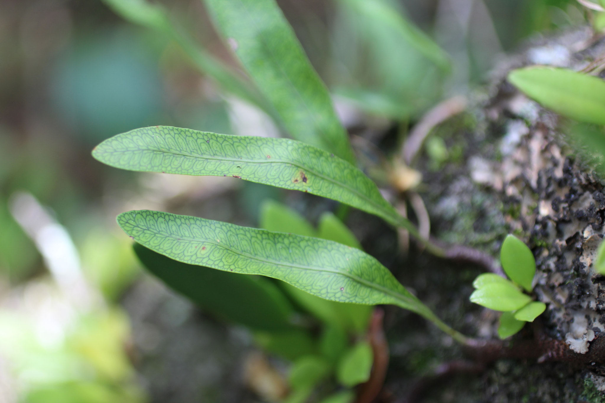Canon EF 50mm F2.5 Macro sample photo. Desenhos da natureza photography