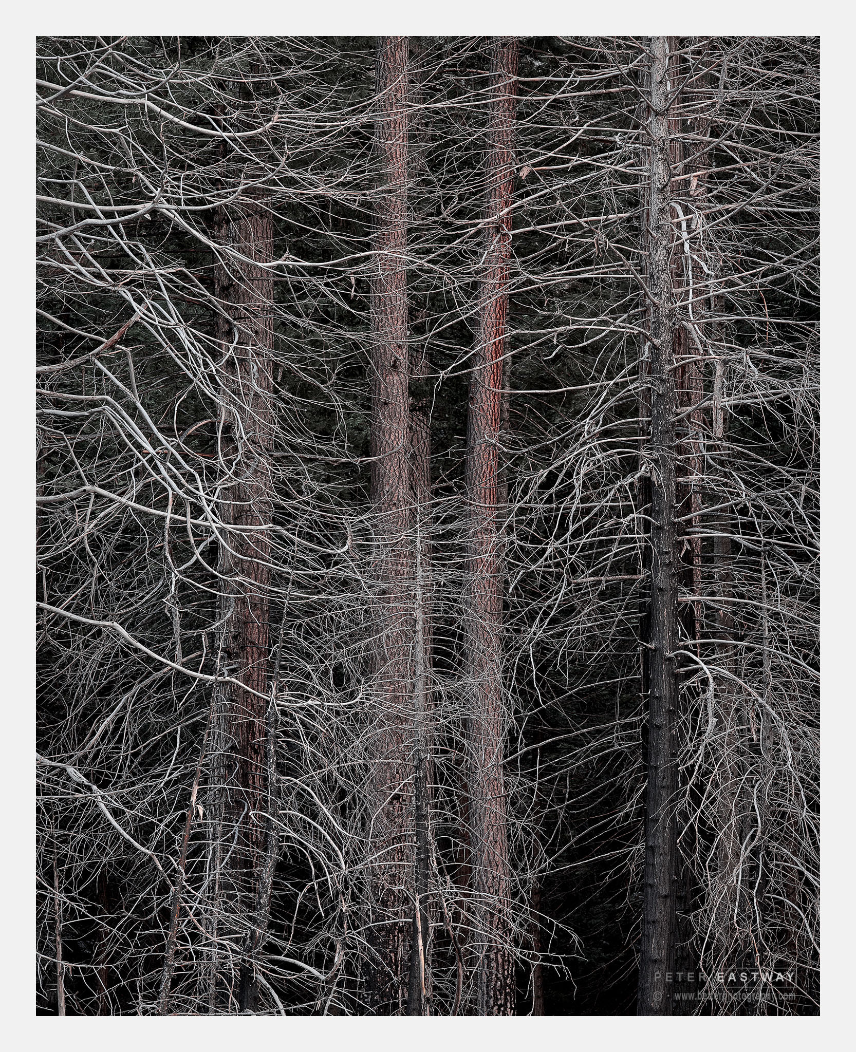 Phase One IQ180 + Schneider LS 240mm f/4.5 sample photo. Yosemite trees photography