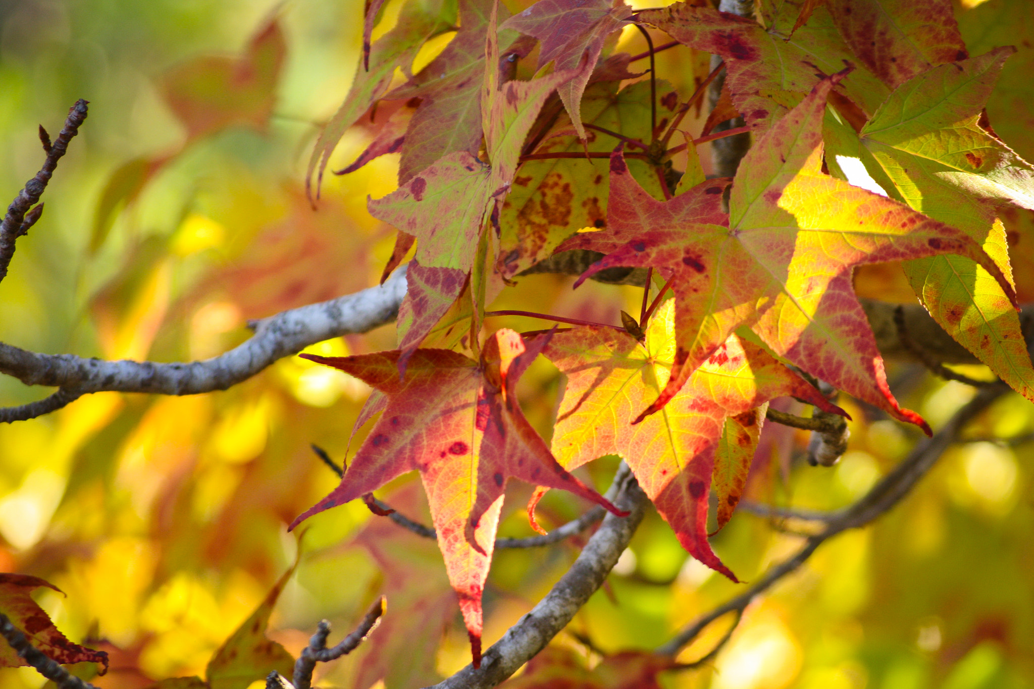 Sigma 55-200mm f/4-5.6 DC sample photo. Autumn photography