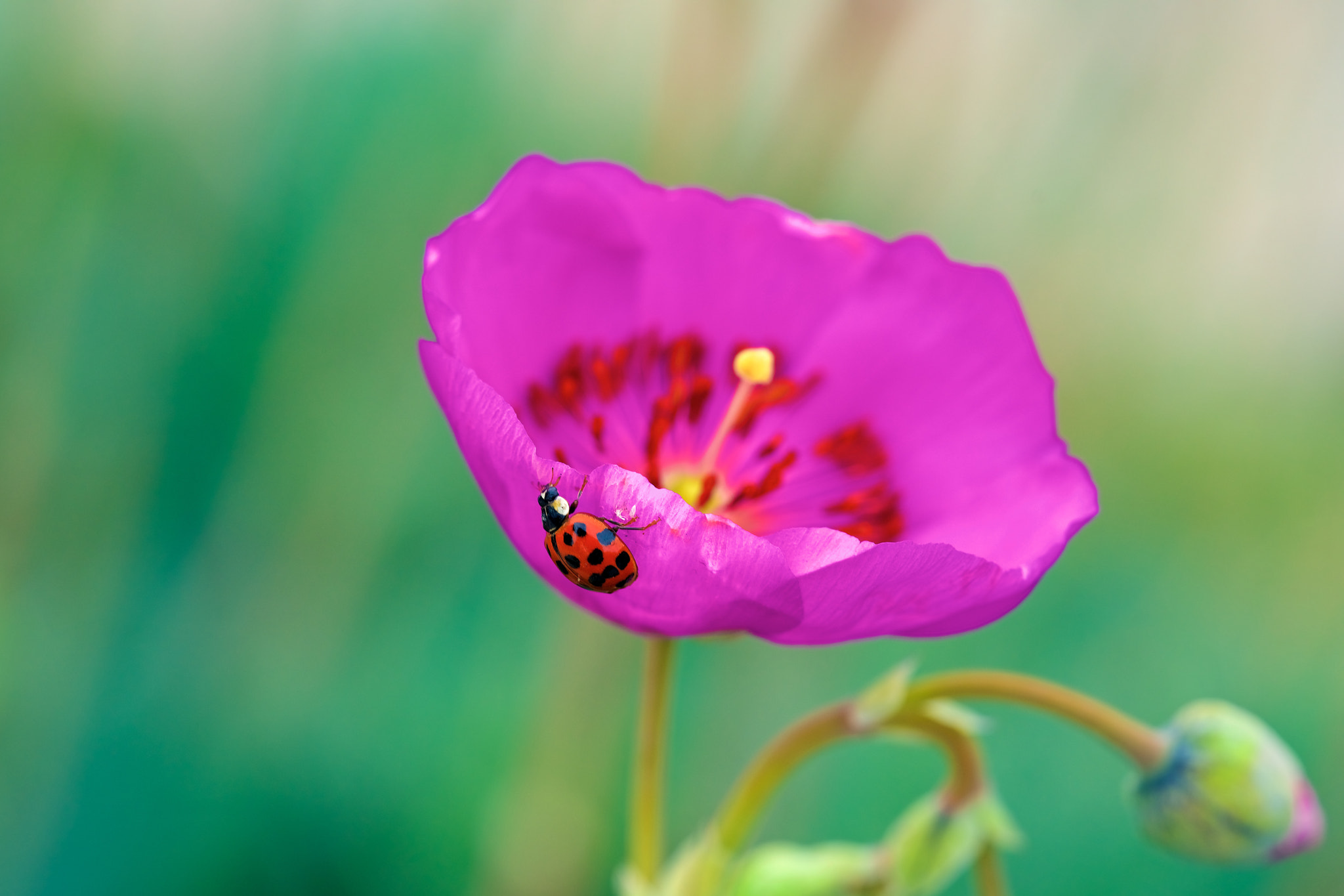 Sony a7R II + Sony FE 90mm F2.8 Macro G OSS sample photo. Lady in pink photography