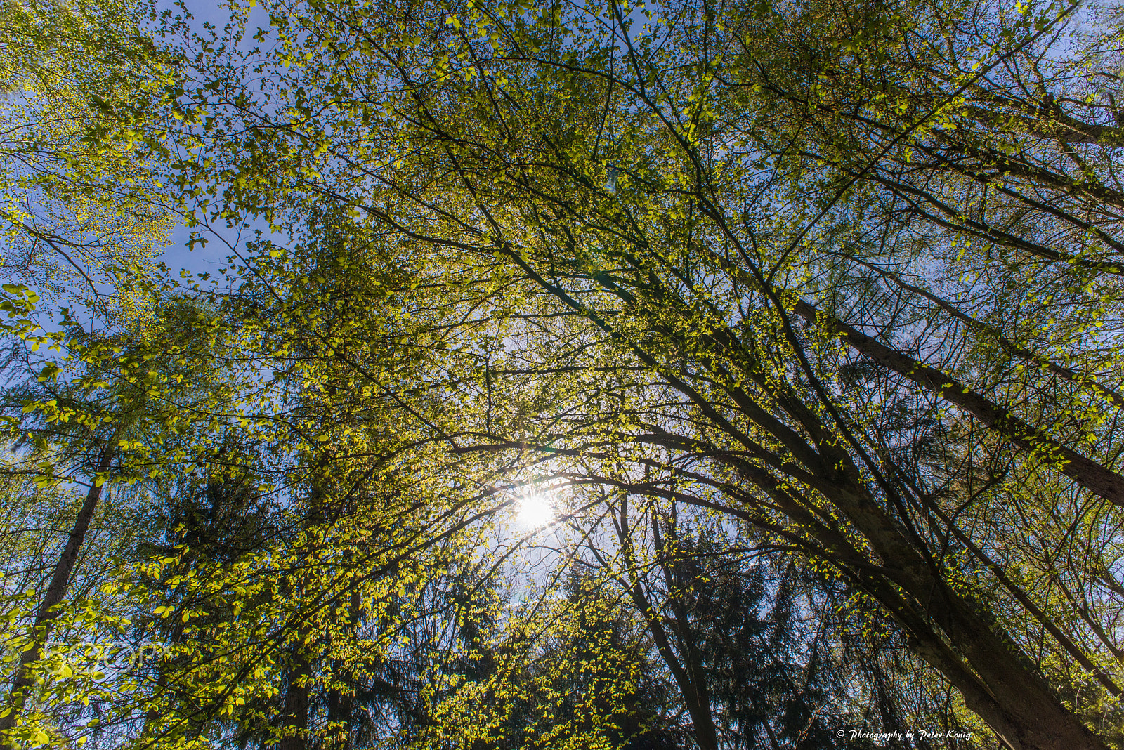 Nikon D600 + AF Nikkor 20mm f/2.8 sample photo. Forest spring photography