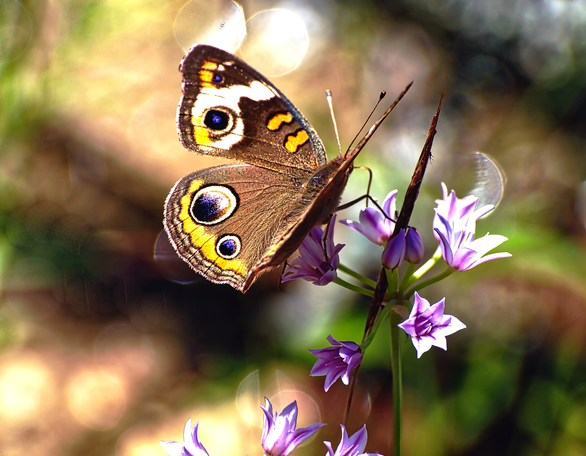 Olympus E-30 sample photo. Wood nymph photography