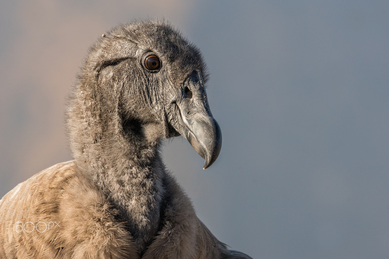 Sony ILCA-77M2 + Sony 70-400mm F4-5.6 G SSM sample photo. Young female andean condor photography