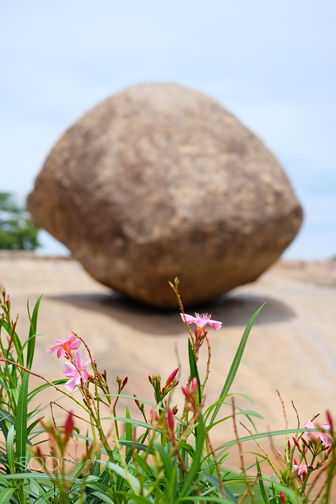 Fujifilm X-E2 + Fujifilm XC 50-230mm F4.5-6.7 OIS sample photo. Butter ball photography