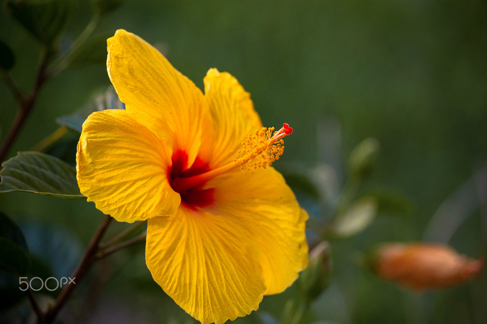 Nikon D40 sample photo. Yellow flower photography