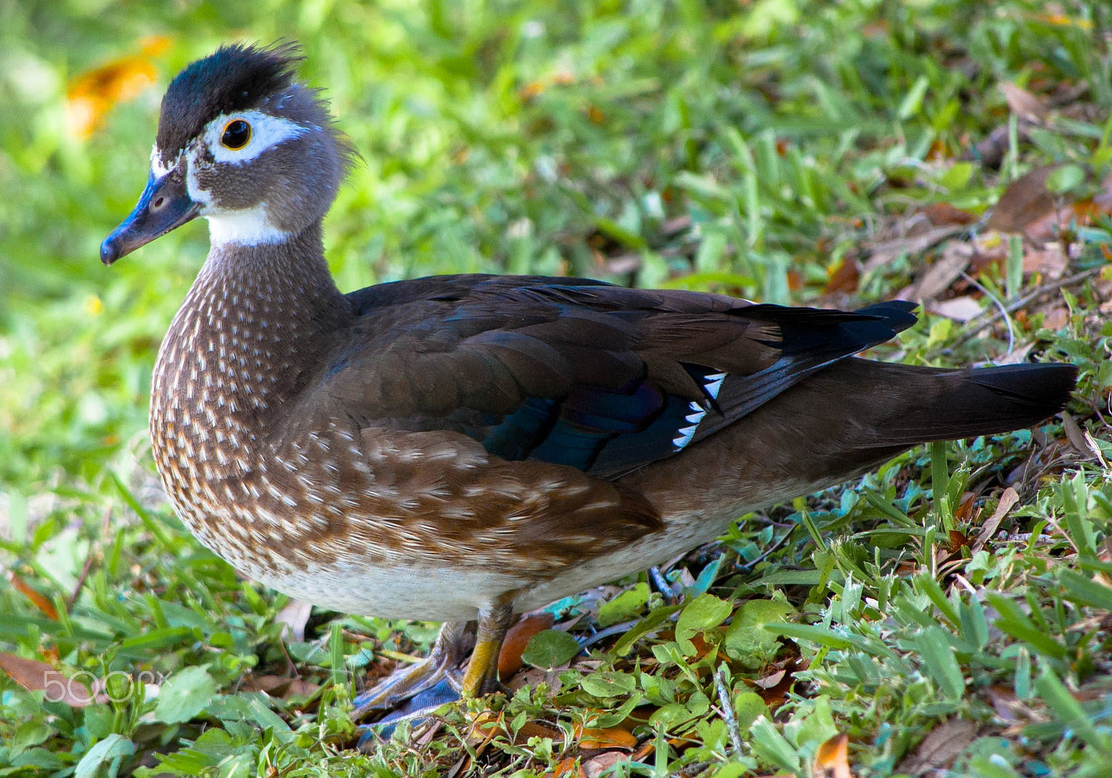 Nikon D40 sample photo. Duckling photography