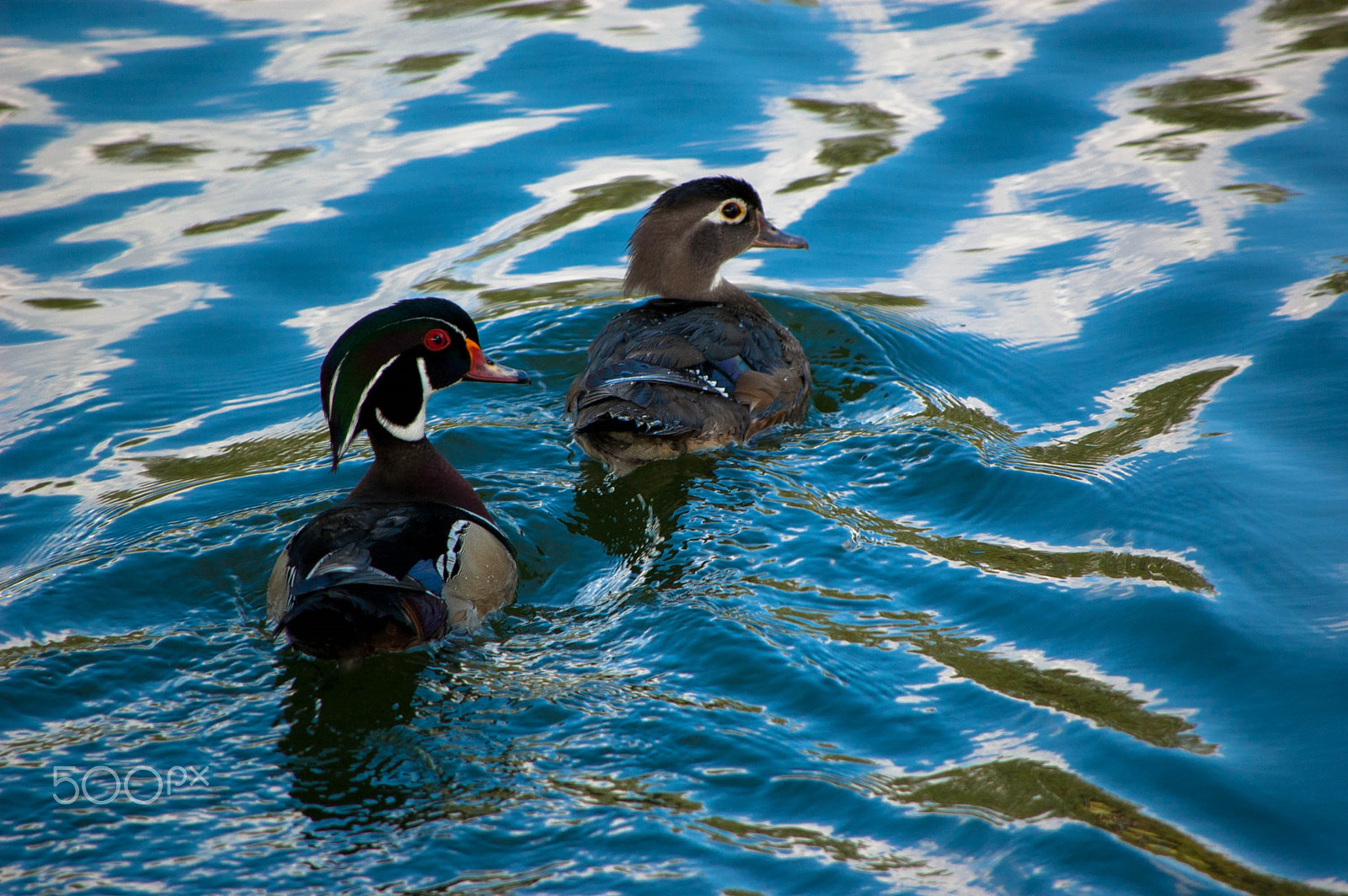 Nikon D40 sample photo. Ducks photography