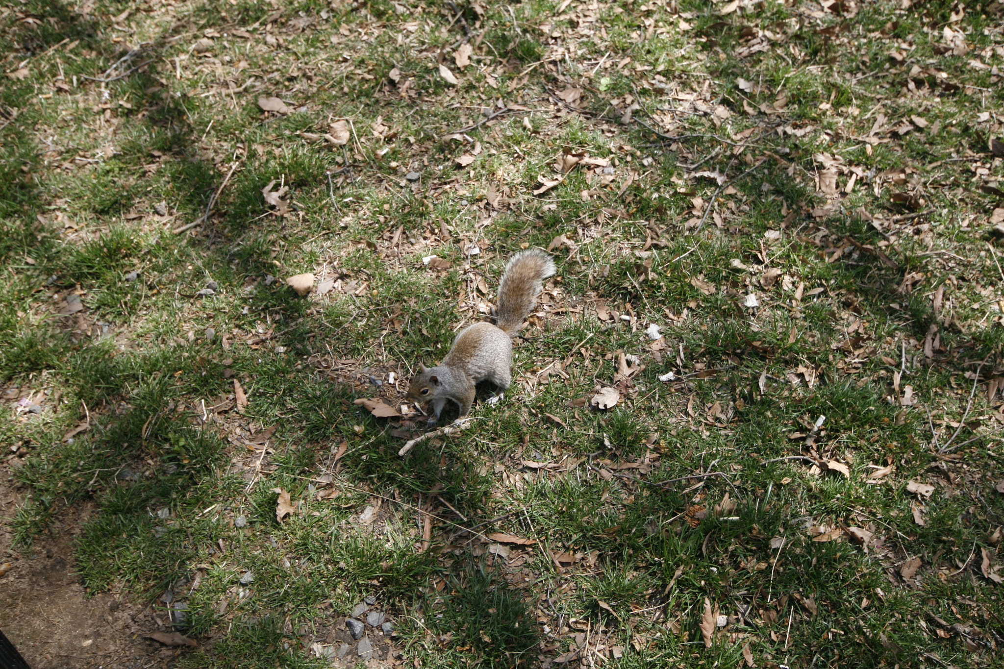 Canon EOS 400D (EOS Digital Rebel XTi / EOS Kiss Digital X) sample photo. Squirrel at central park photography