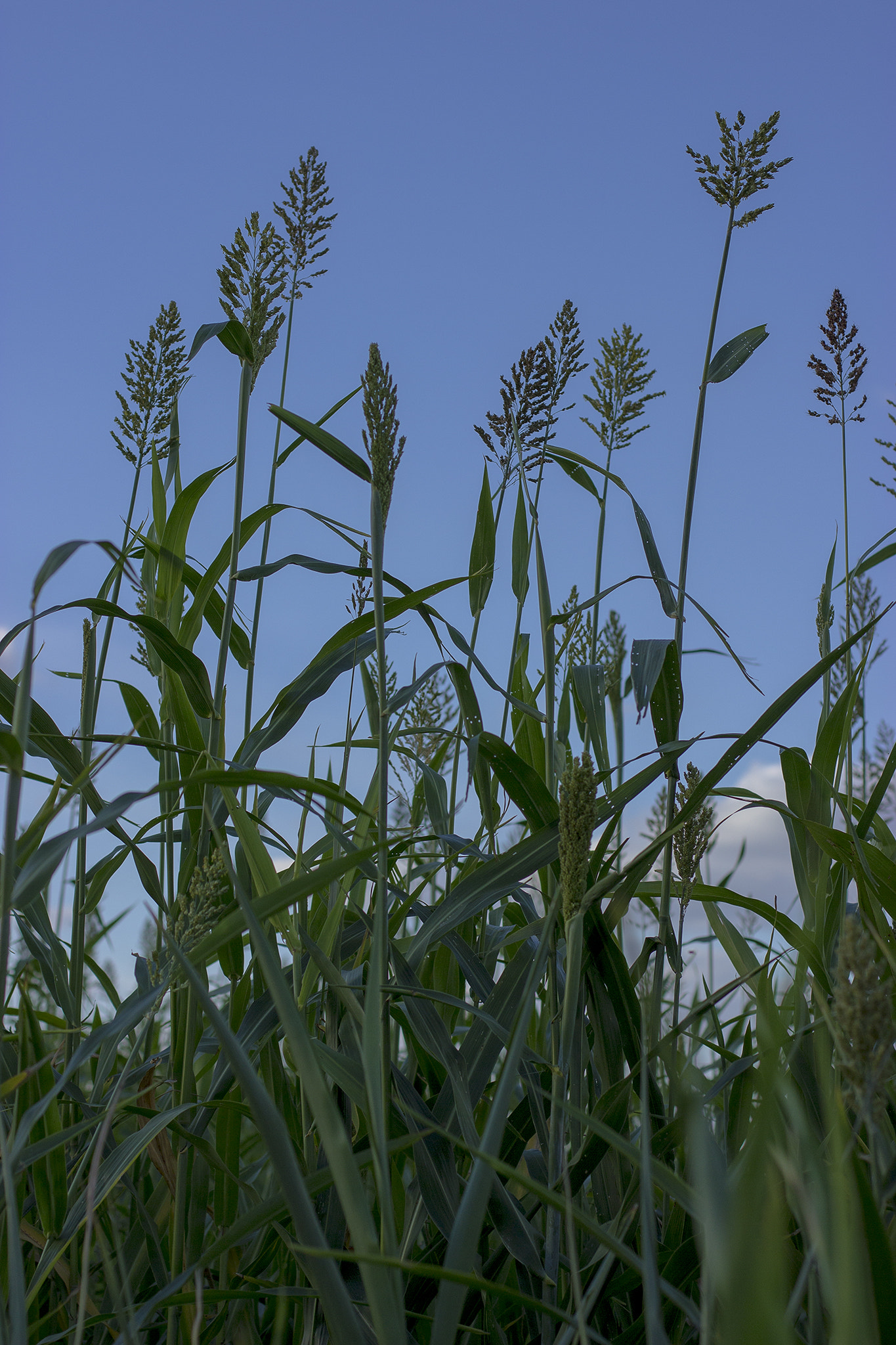 Canon EOS 600D (Rebel EOS T3i / EOS Kiss X5) + Canon EF 50mm F1.4 USM sample photo. Countryside photography