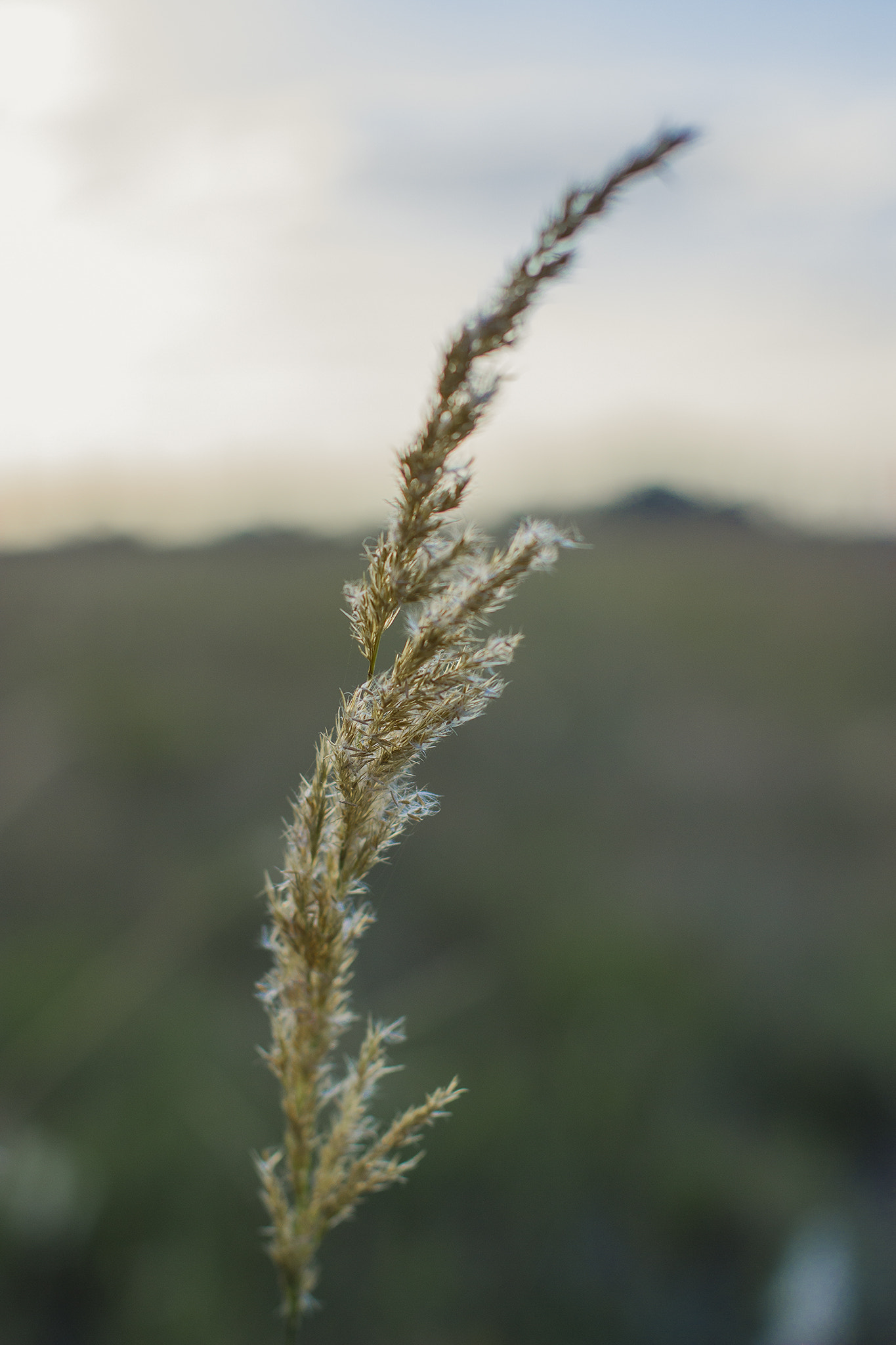 Canon EOS 600D (Rebel EOS T3i / EOS Kiss X5) + Canon EF 50mm F1.4 USM sample photo. Countryside photography