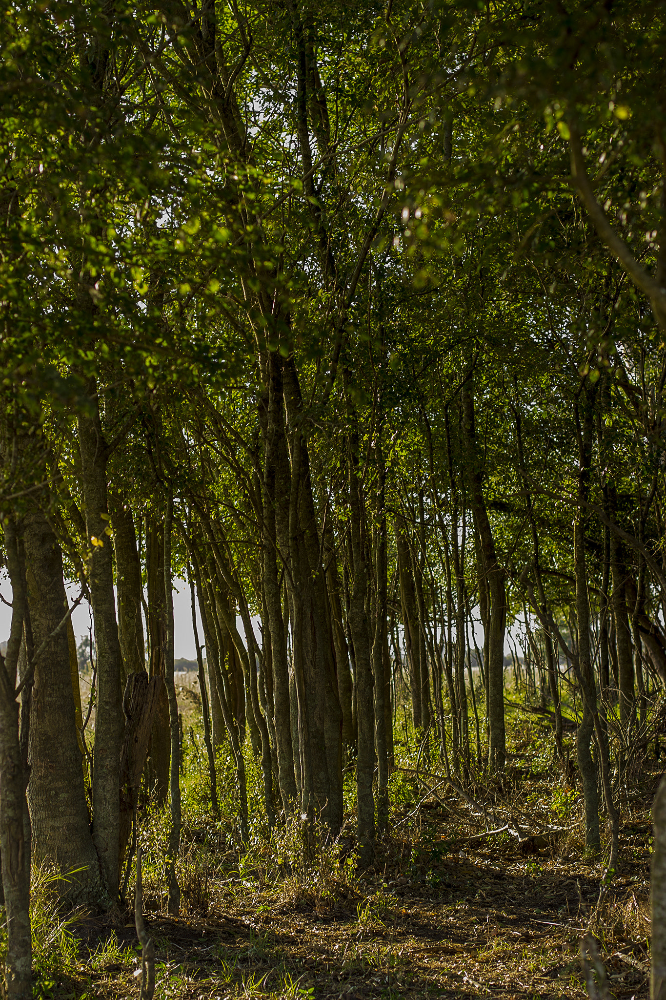 Canon EOS 600D (Rebel EOS T3i / EOS Kiss X5) + Canon EF 50mm F1.4 USM sample photo. Small forest photography