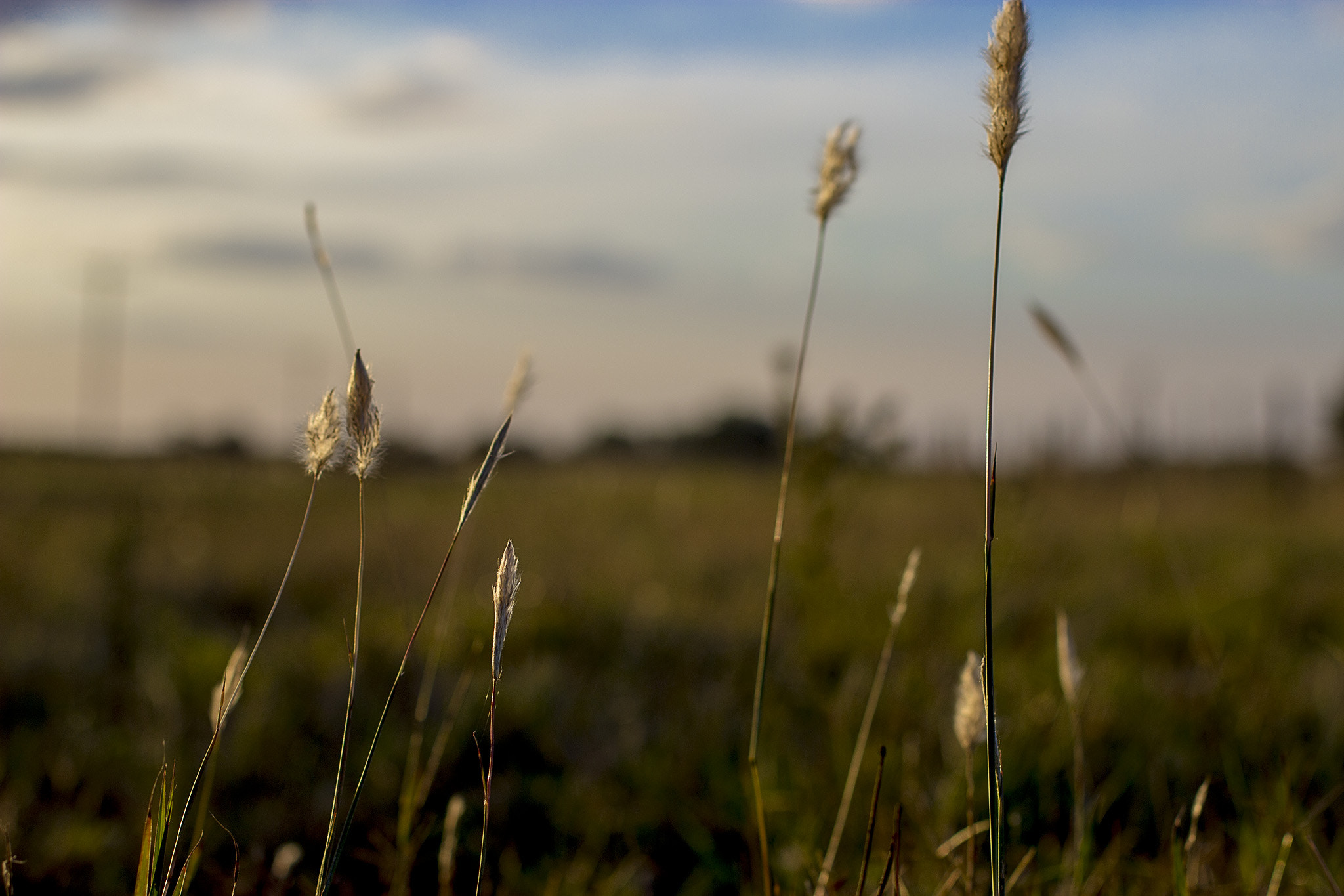 Canon EOS 600D (Rebel EOS T3i / EOS Kiss X5) + Canon EF 50mm F1.4 USM sample photo. Countryside photography