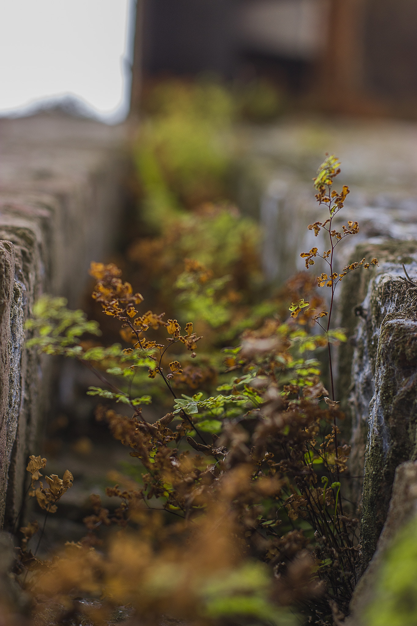Canon EOS 600D (Rebel EOS T3i / EOS Kiss X5) + Canon EF 50mm F1.4 USM sample photo. Countryside photography
