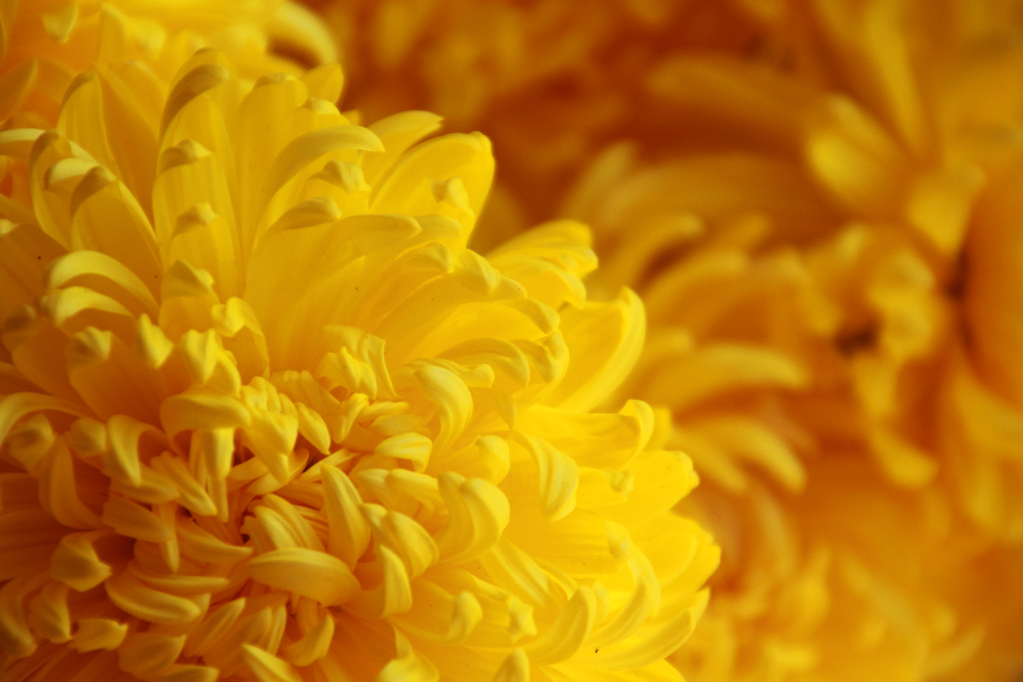 Canon EOS 600D (Rebel EOS T3i / EOS Kiss X5) sample photo. Beautiful flowers photography