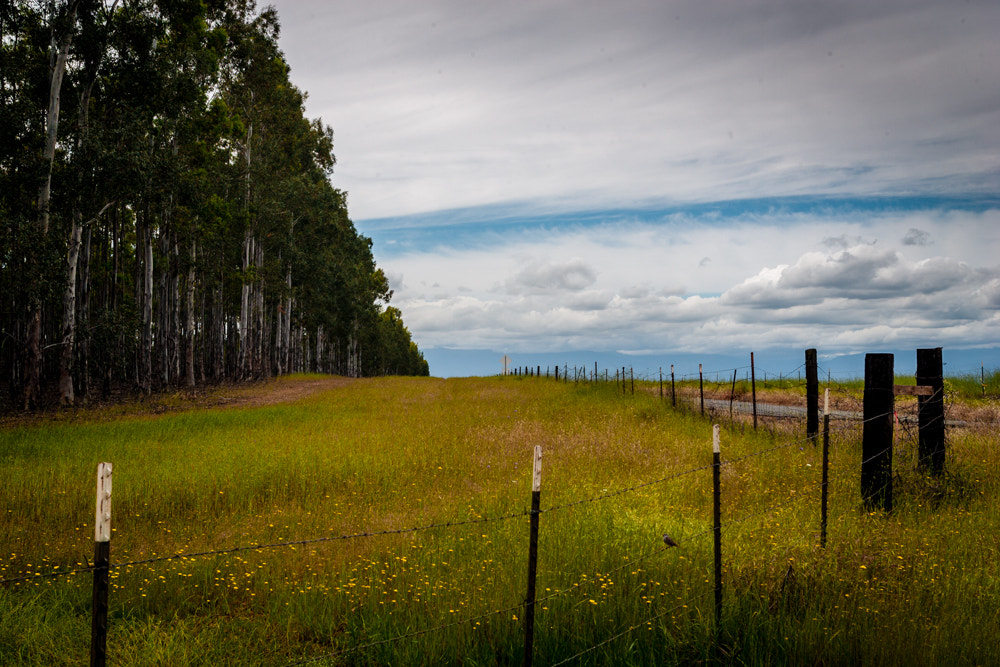 Canon EOS-1D Mark II sample photo. Stormy day photography