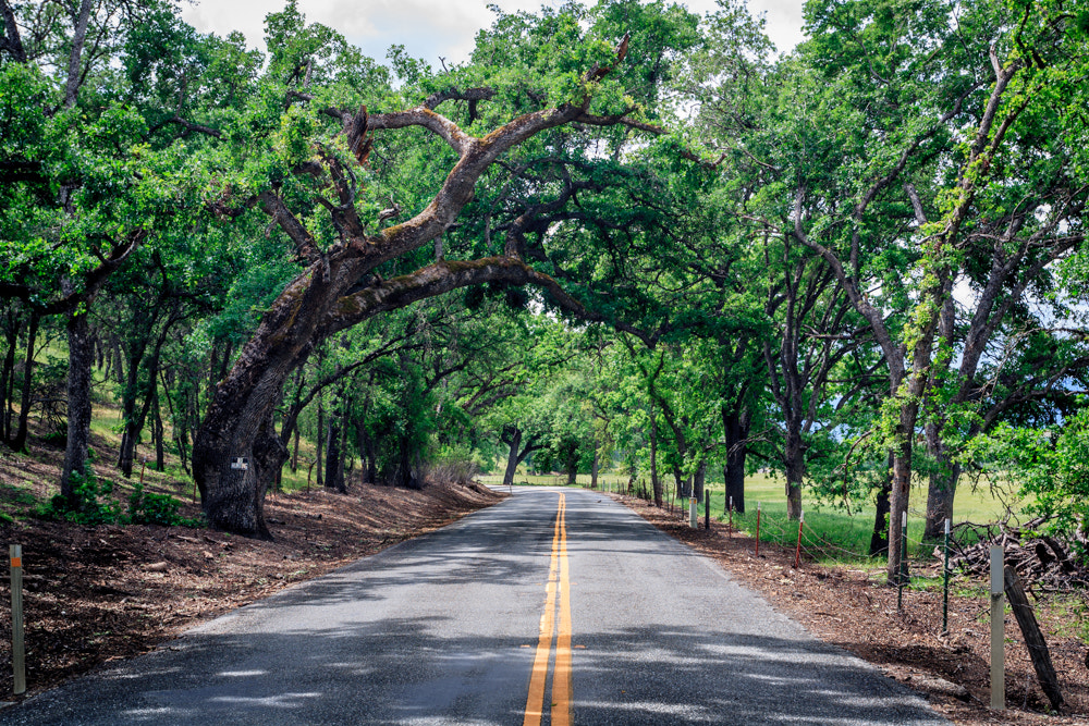 Canon EOS-1D Mark II sample photo. Walk the line photography