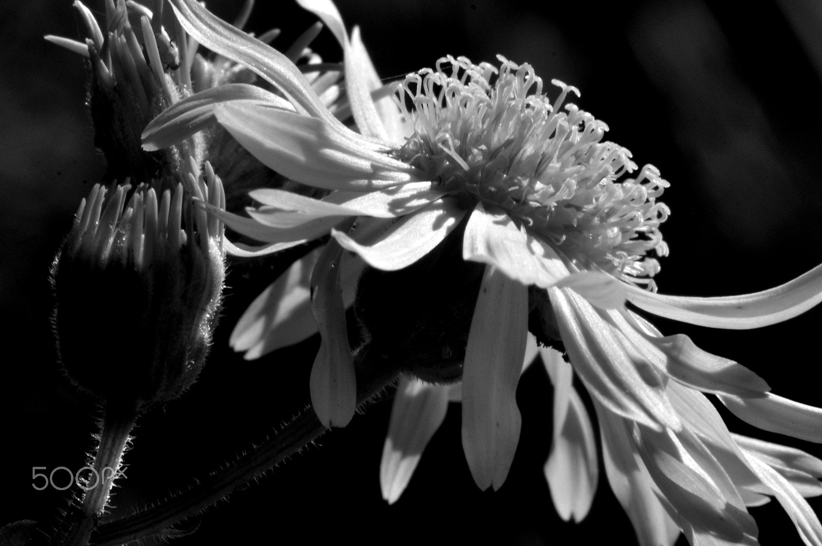 Sigma 105mm F2.8 EX DG OS HSM sample photo. Bw photography
