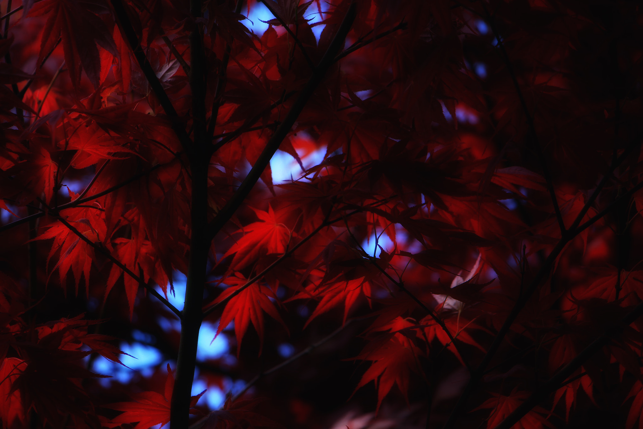 Canon EOS 700D (EOS Rebel T5i / EOS Kiss X7i) sample photo