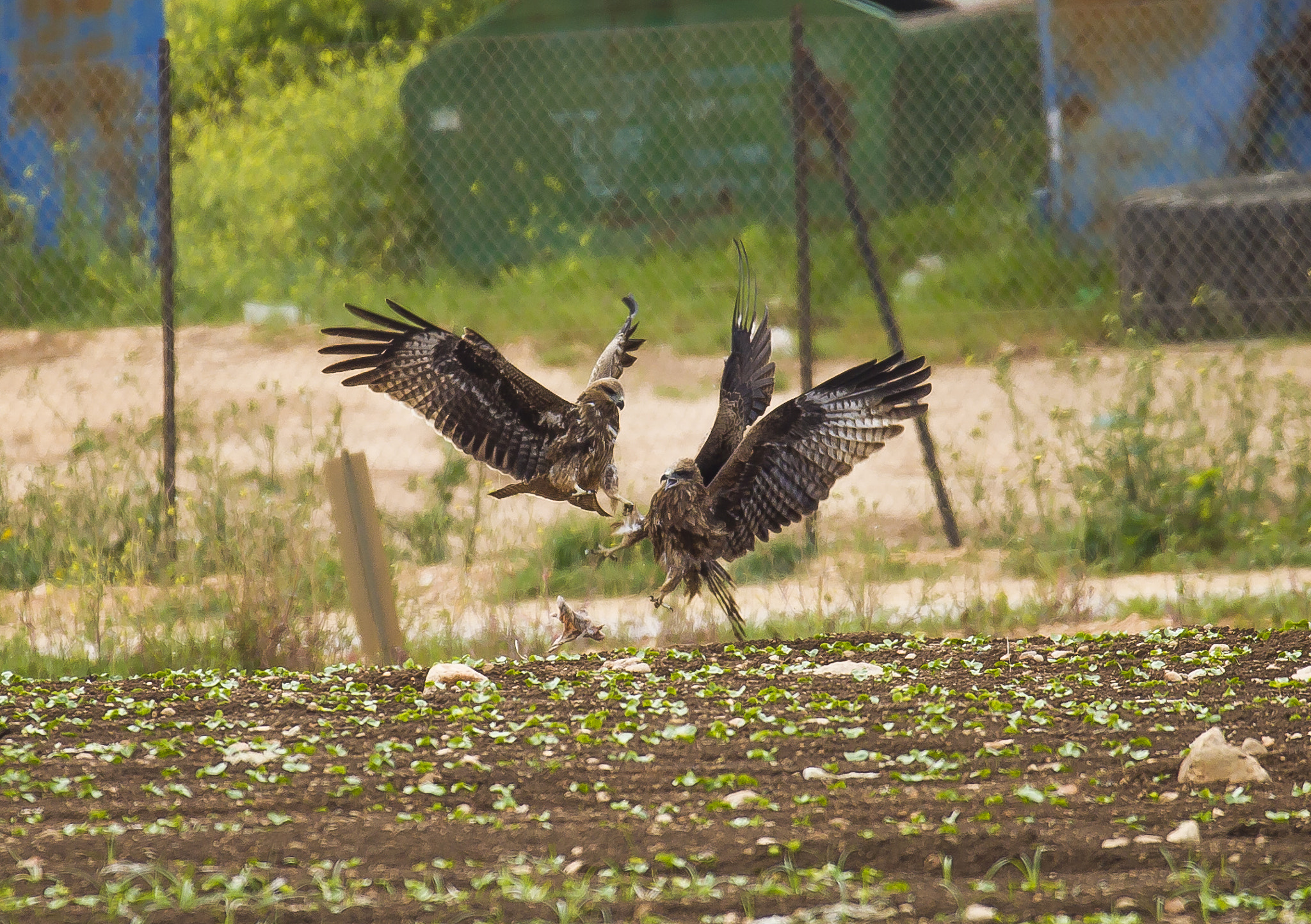 Sigma 150-600mm F5-6.3 DG OS HSM | C sample photo. Figth photography