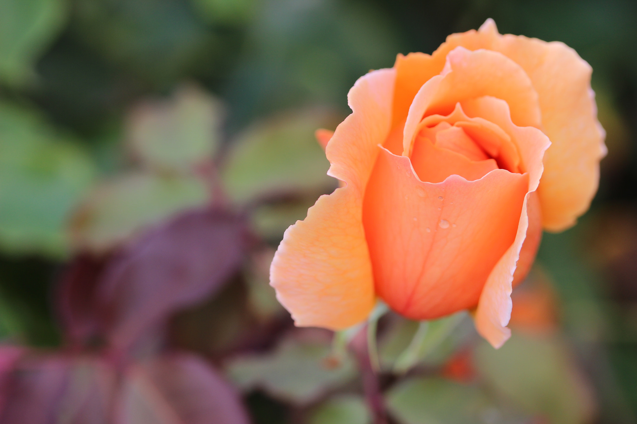 Canon EF-S 60mm F2.8 Macro USM sample photo. Rose in my garden. photography