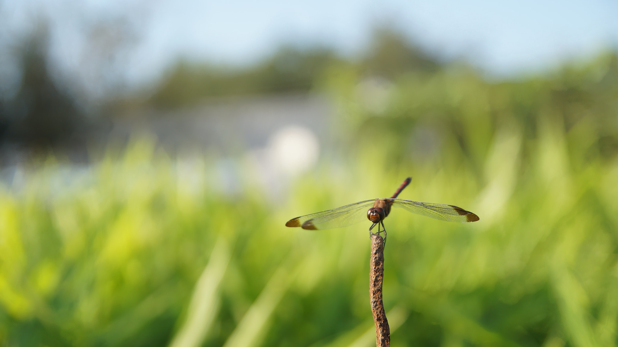 Sony SLT-A58 + Tamron Lens (255) sample photo. Dragonfly photography