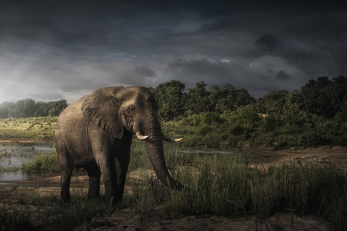 Elephant after a rain storm, South Africa by Robert Postma - Photo ...