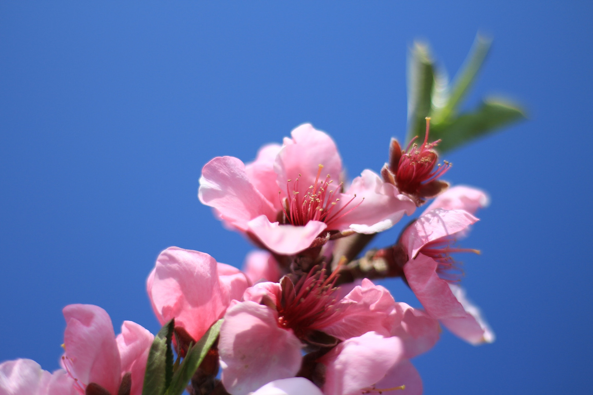 Canon EOS M + Canon EF 50mm F1.8 STM sample photo. Peach blossom photography