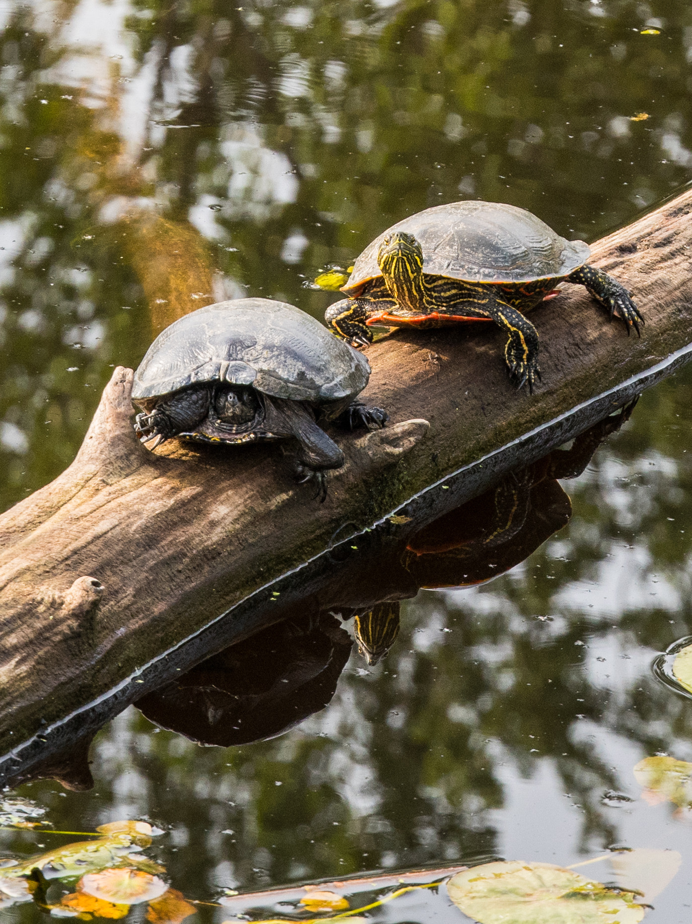 Panasonic Lumix G X Vario 35-100mm F2.8 OIS sample photo. Time for reflection photography