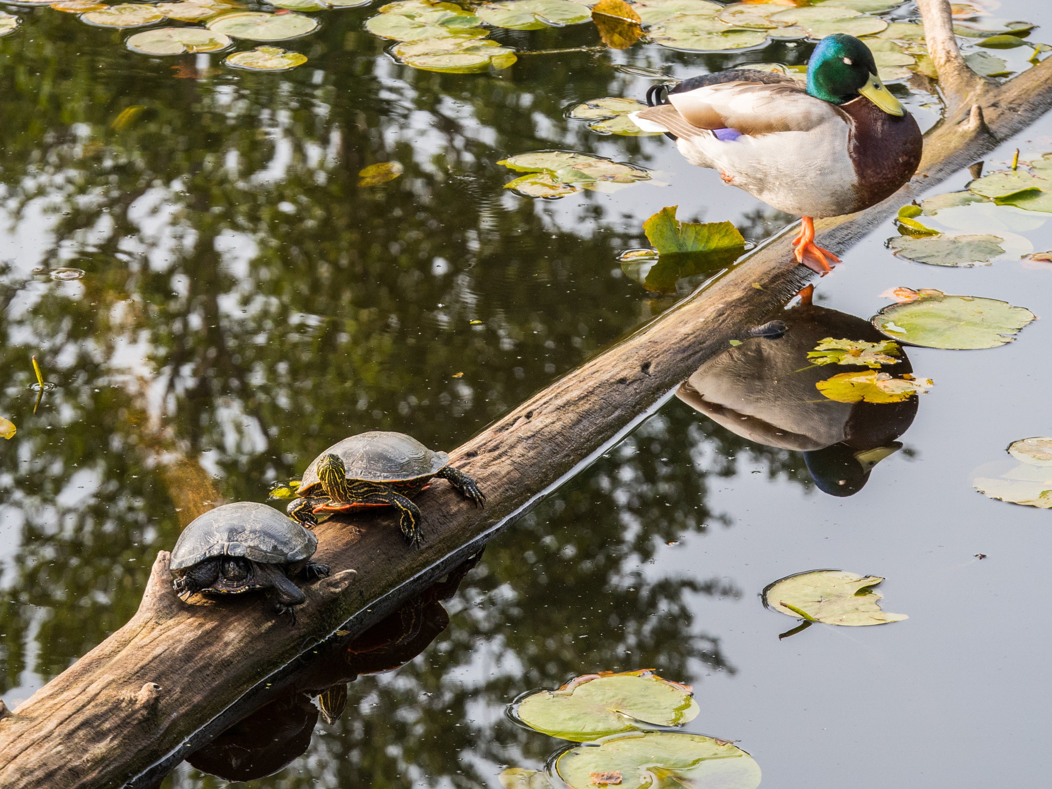 Panasonic Lumix G X Vario 35-100mm F2.8 OIS sample photo. Time for reflection photography