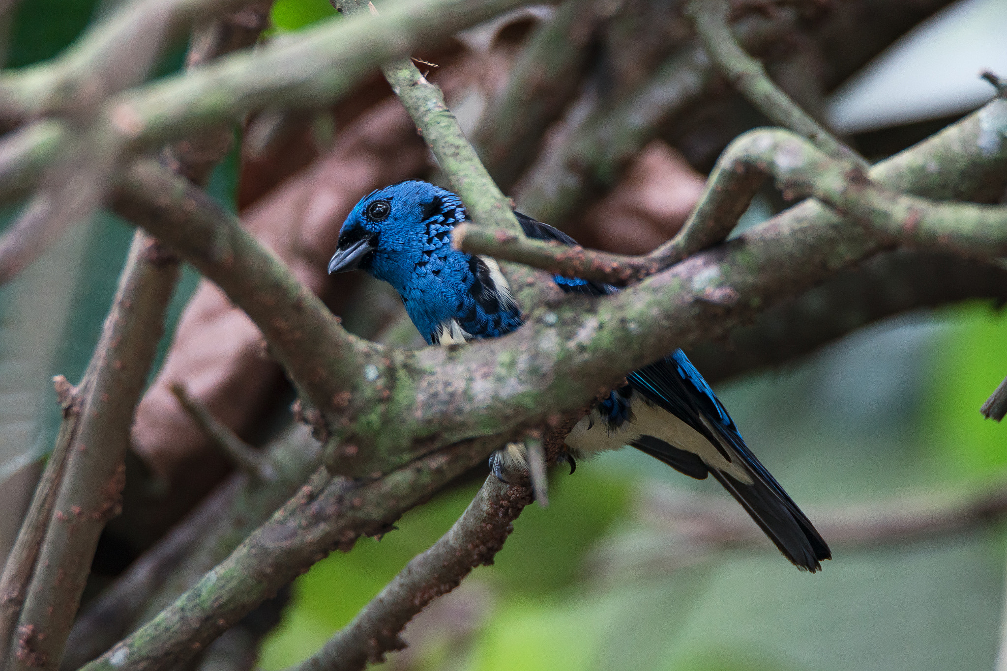 Tamron SP 150-600mm F5-6.3 Di VC USD sample photo. Blue photography