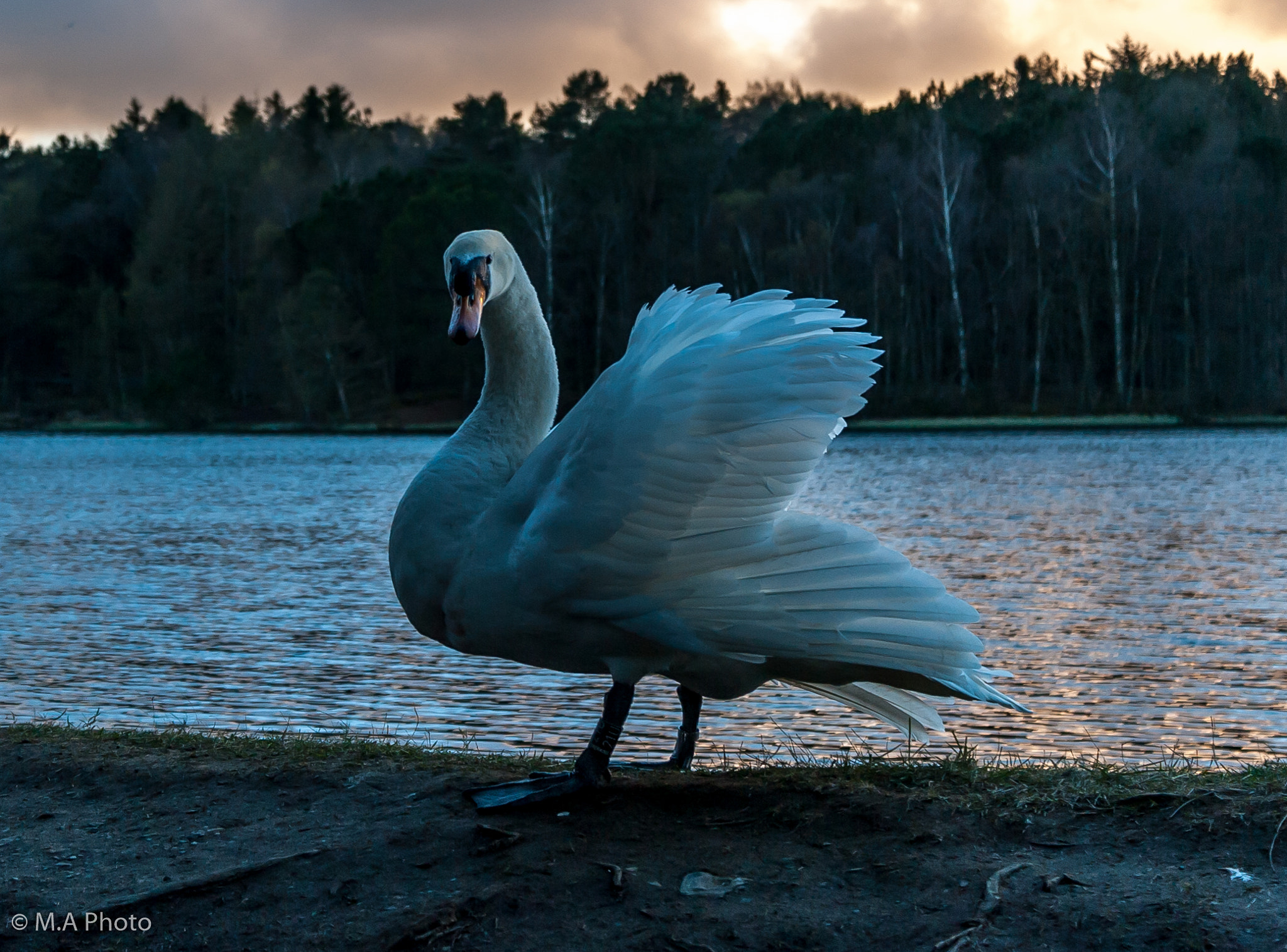 Nikon D3 sample photo. Swan photography