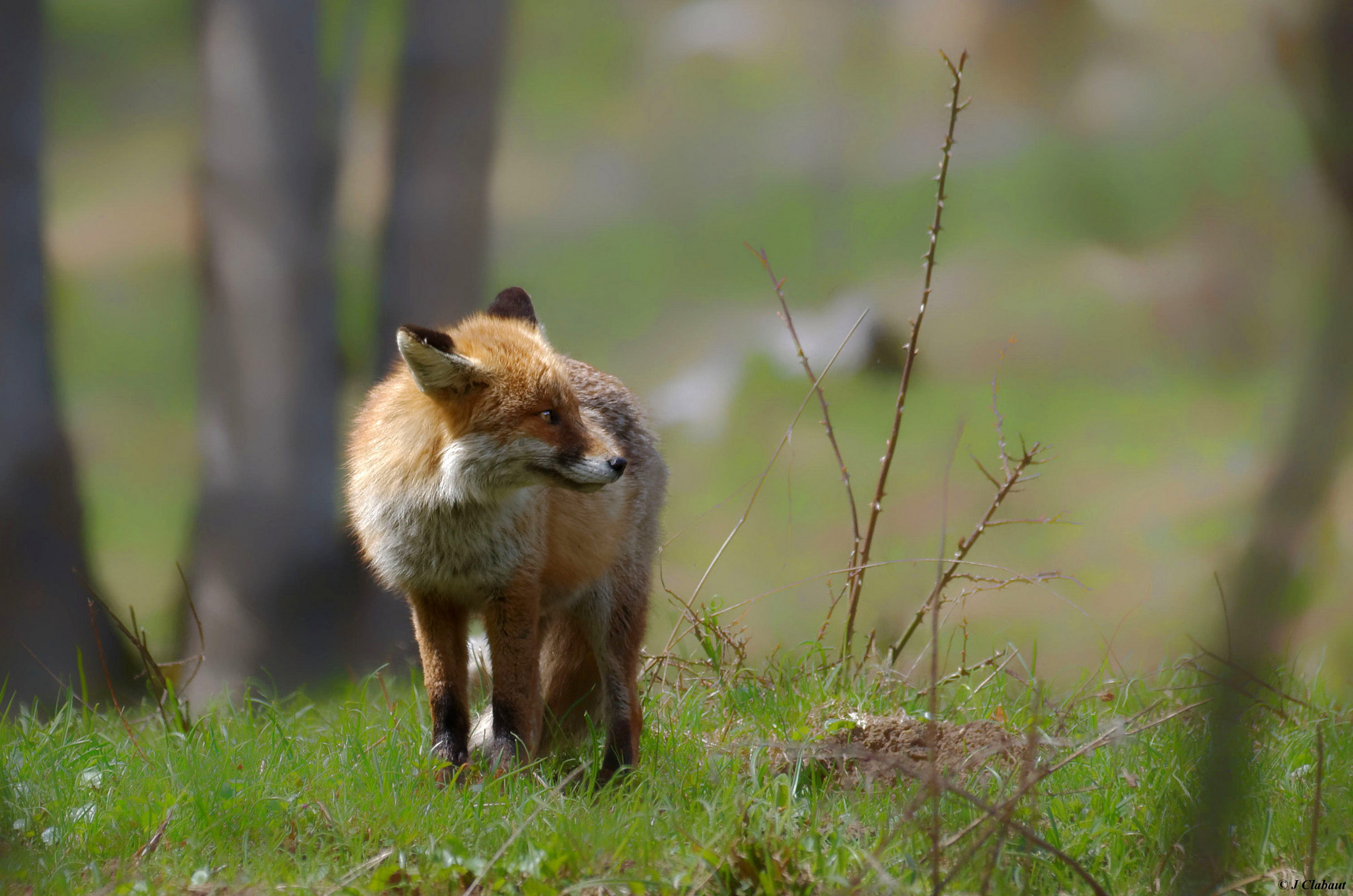 Sigma 150-500mm F5-6.3 DG OS HSM sample photo. Renard photography