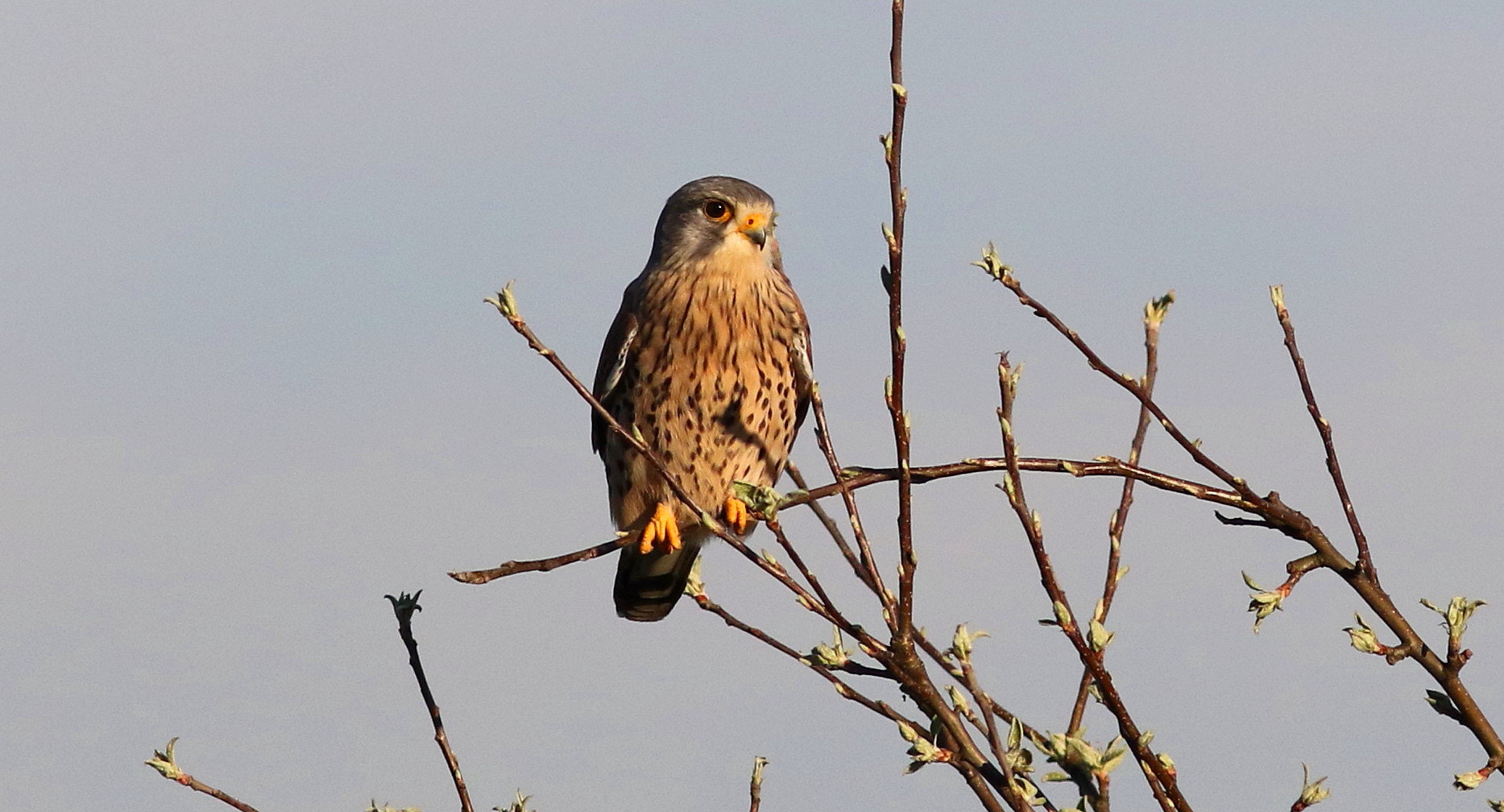 Canon EF 300mm F4L IS USM sample photo. Kestrel photography