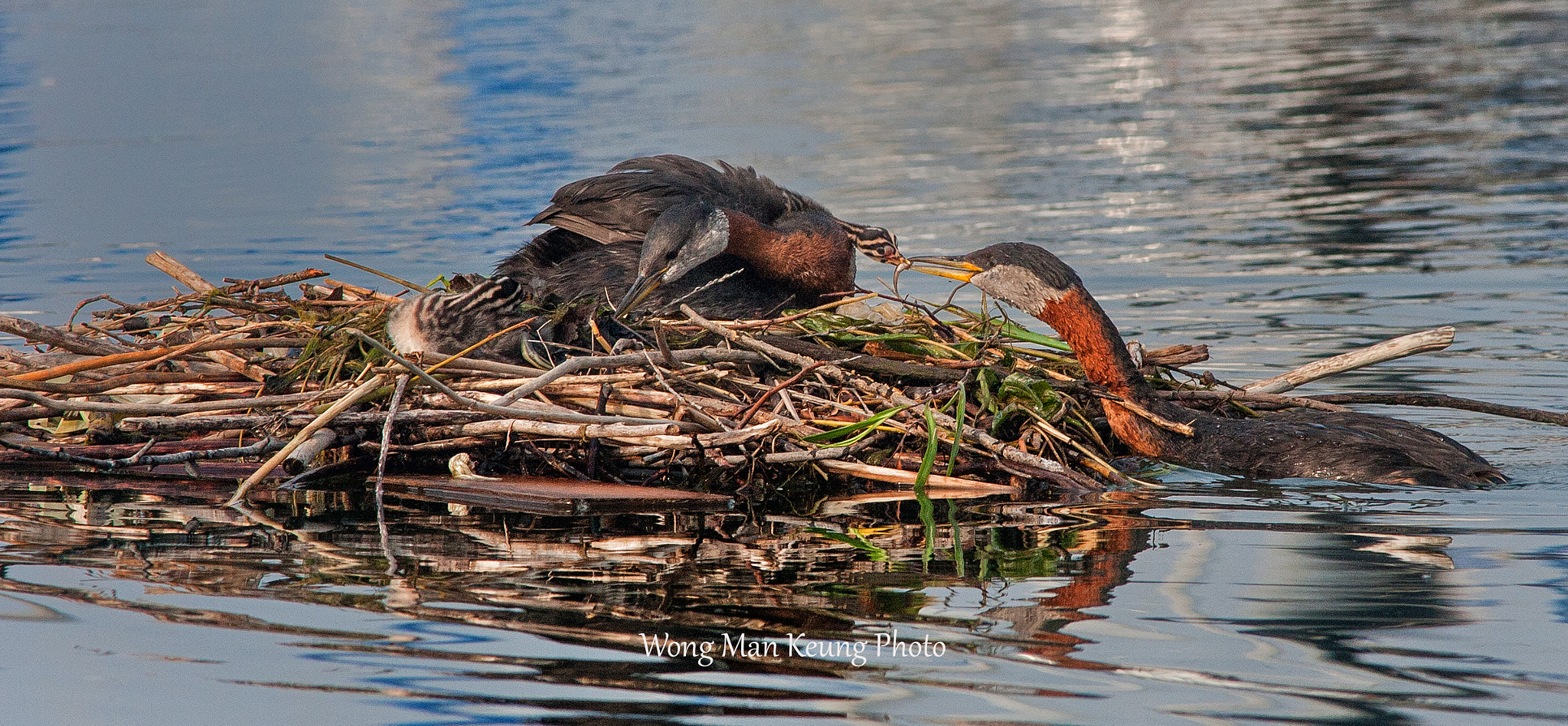 Canon EOS-1D Mark III + Canon EF 400mm F5.6L USM sample photo. 9b9j3463.jpg photography