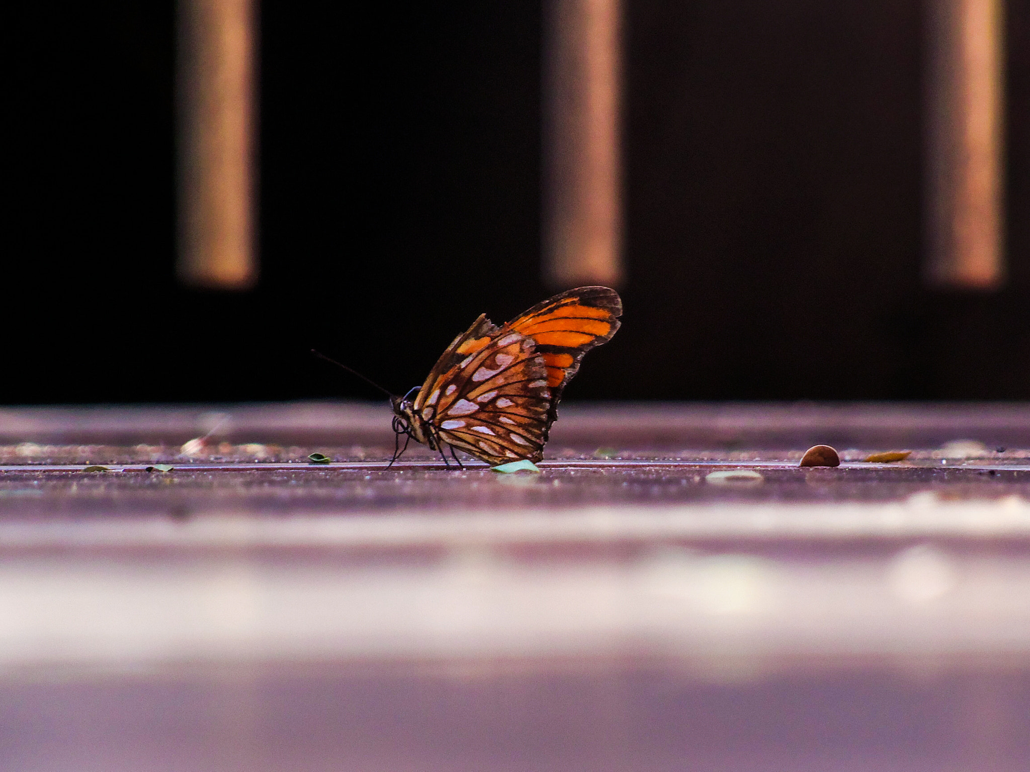Nikon COOLPIX L315 sample photo. Borboleta photography