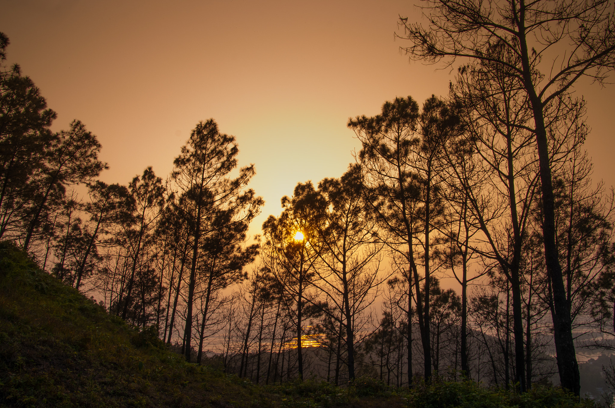 Nikon D300S sample photo. Pine forest photography