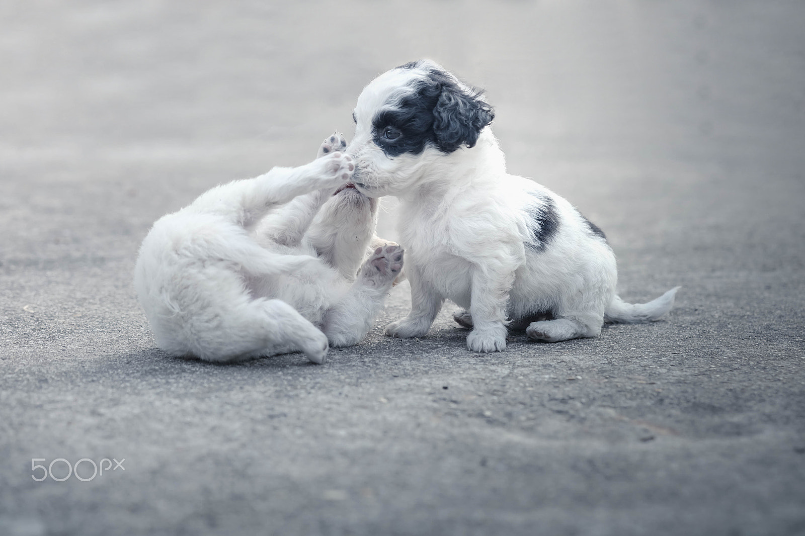 Fujifilm X-A1 + Fujifilm XF 60mm F2.4 R Macro sample photo. Puppy photography