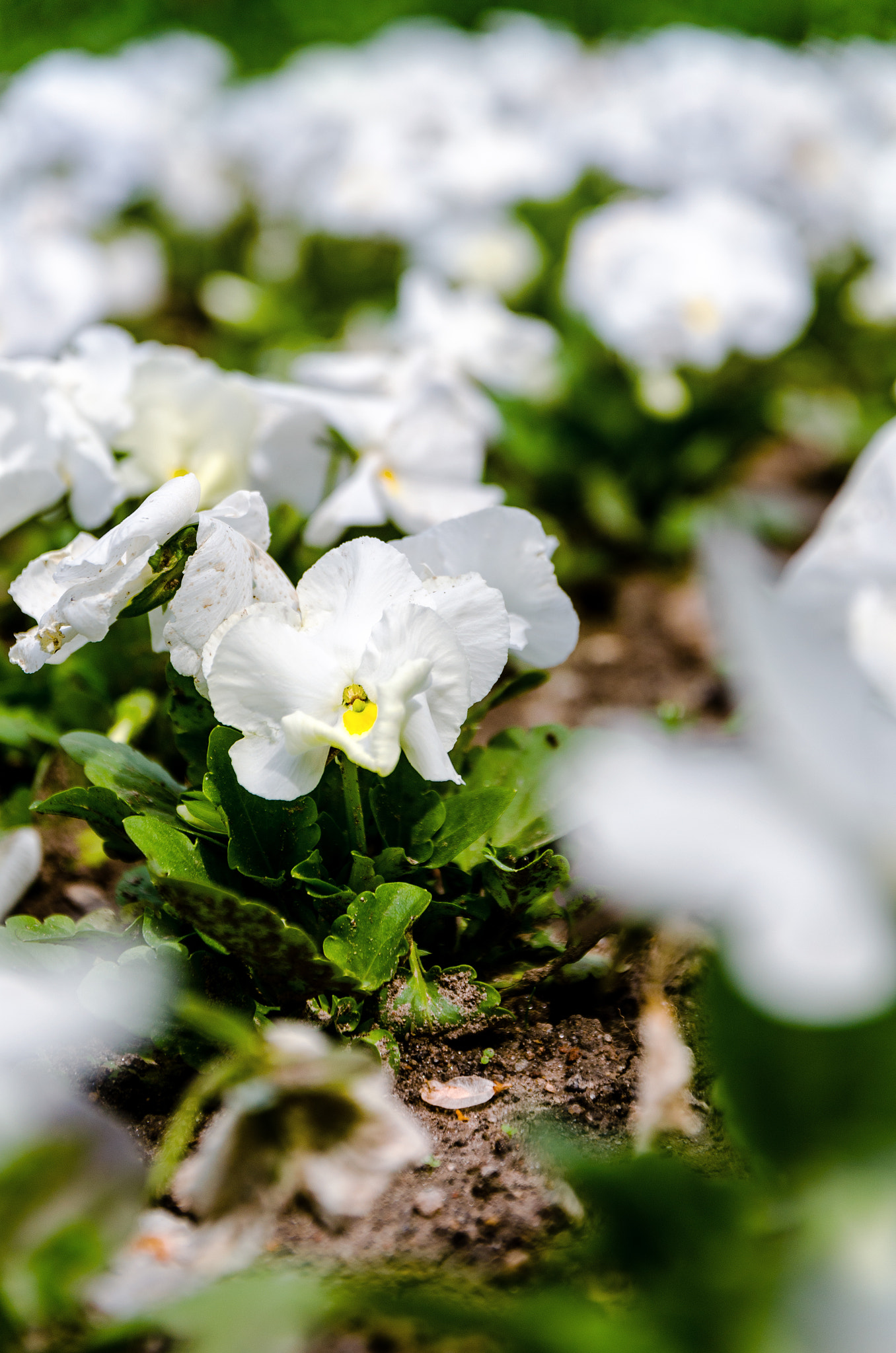 Nikon D5100 + Sigma 17-70mm F2.8-4 DC Macro OS HSM | C sample photo. Friday pansies photography