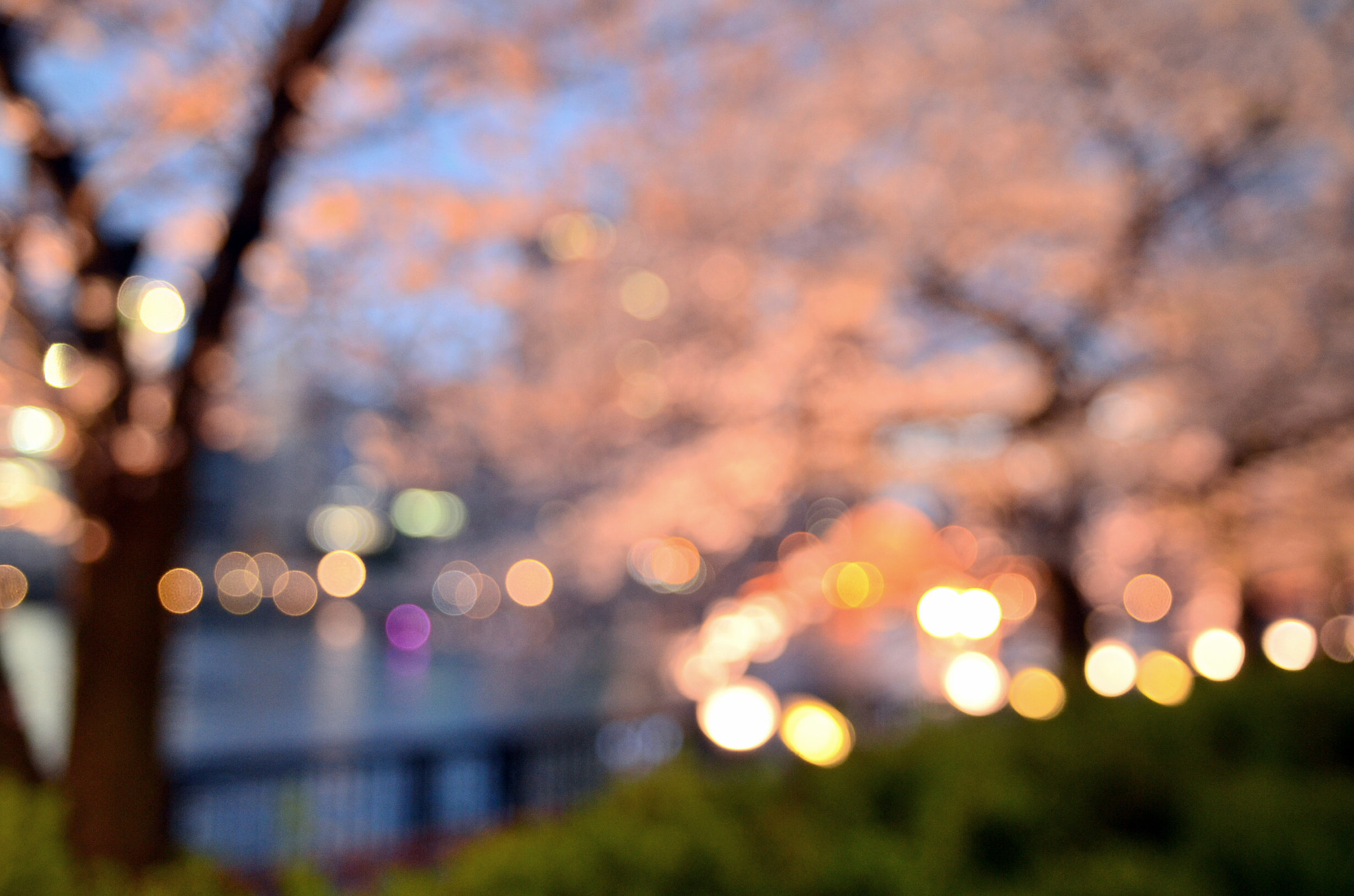 Sigma 17-70mm F2.8-4.5 DC Macro Asp. IF sample photo. Sakura bokeh world   photography