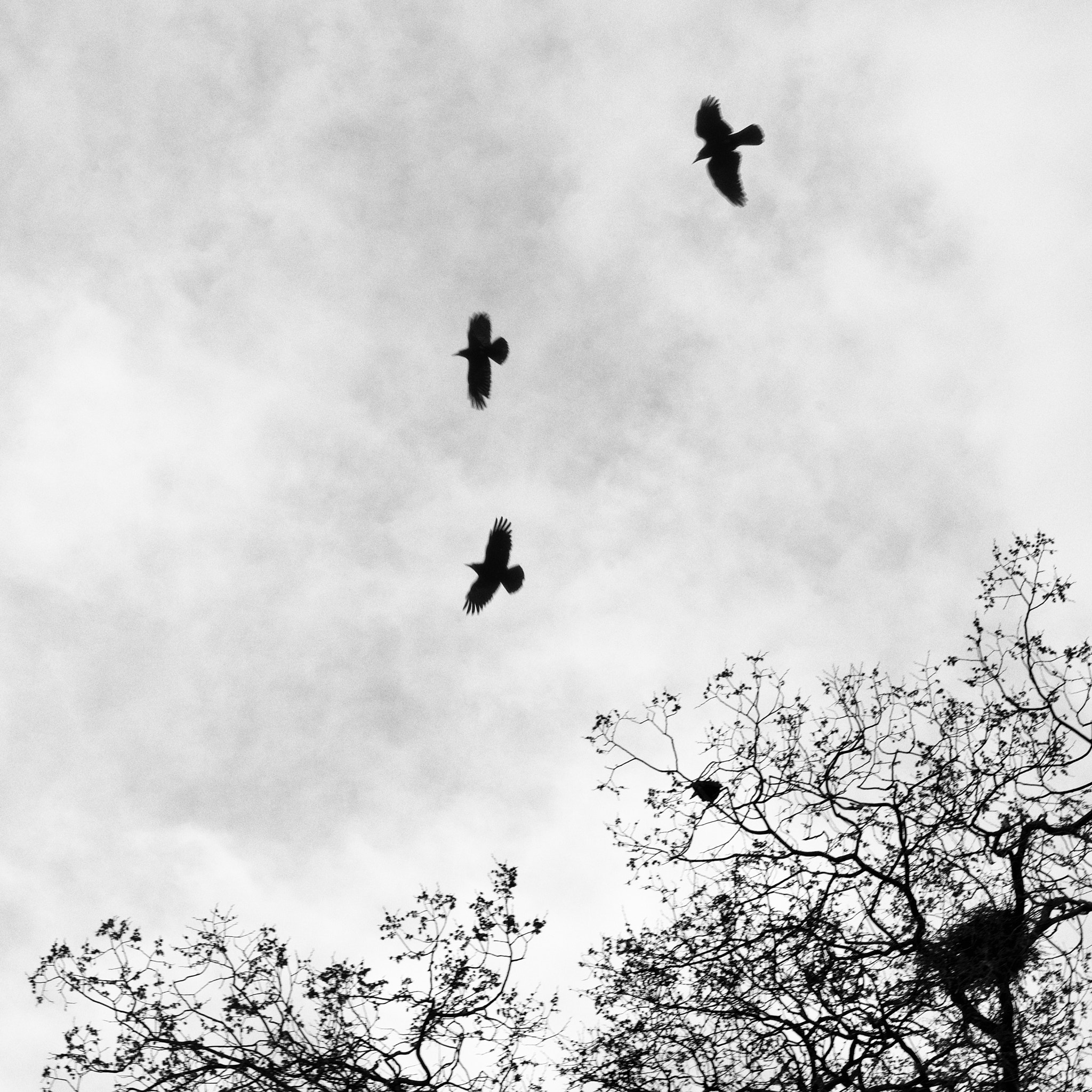 Hasselblad H5D-50c + HC 80 sample photo. Three ravens and tree photography