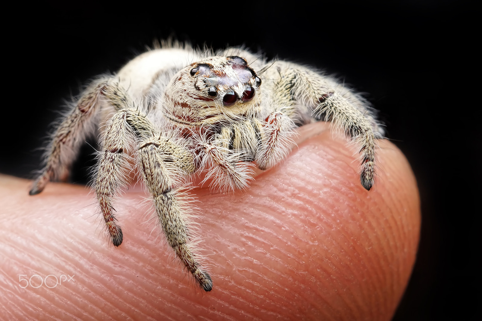 Sony SLT-A65 (SLT-A65V) + MACRO 50mm F2.8 sample photo. Jumping spider photography