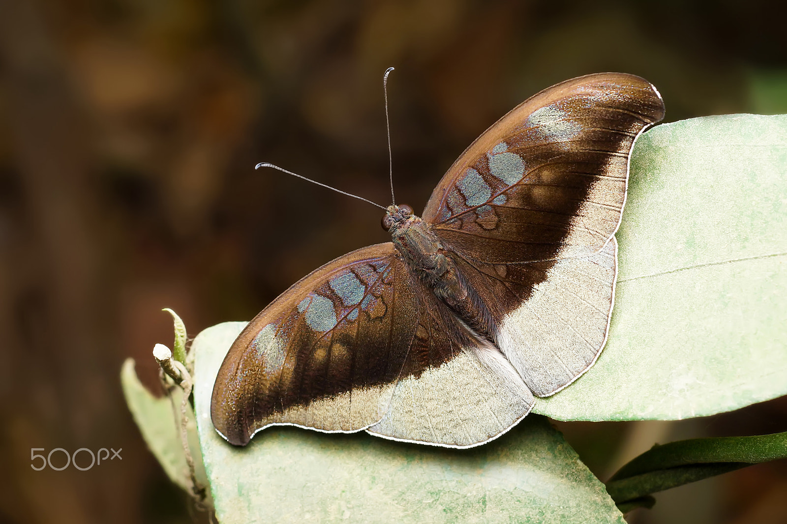 Sony SLT-A65 (SLT-A65V) + MACRO 50mm F2.8 sample photo. Butterfly photography