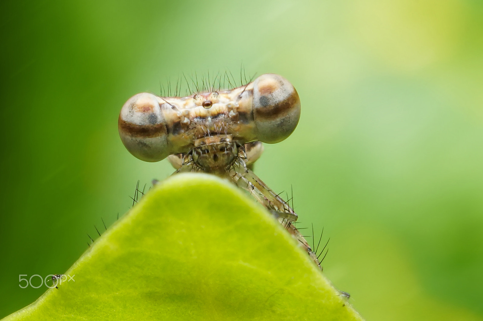 Sony SLT-A65 (SLT-A65V) + MACRO 50mm F2.8 sample photo. Dragonfly photography