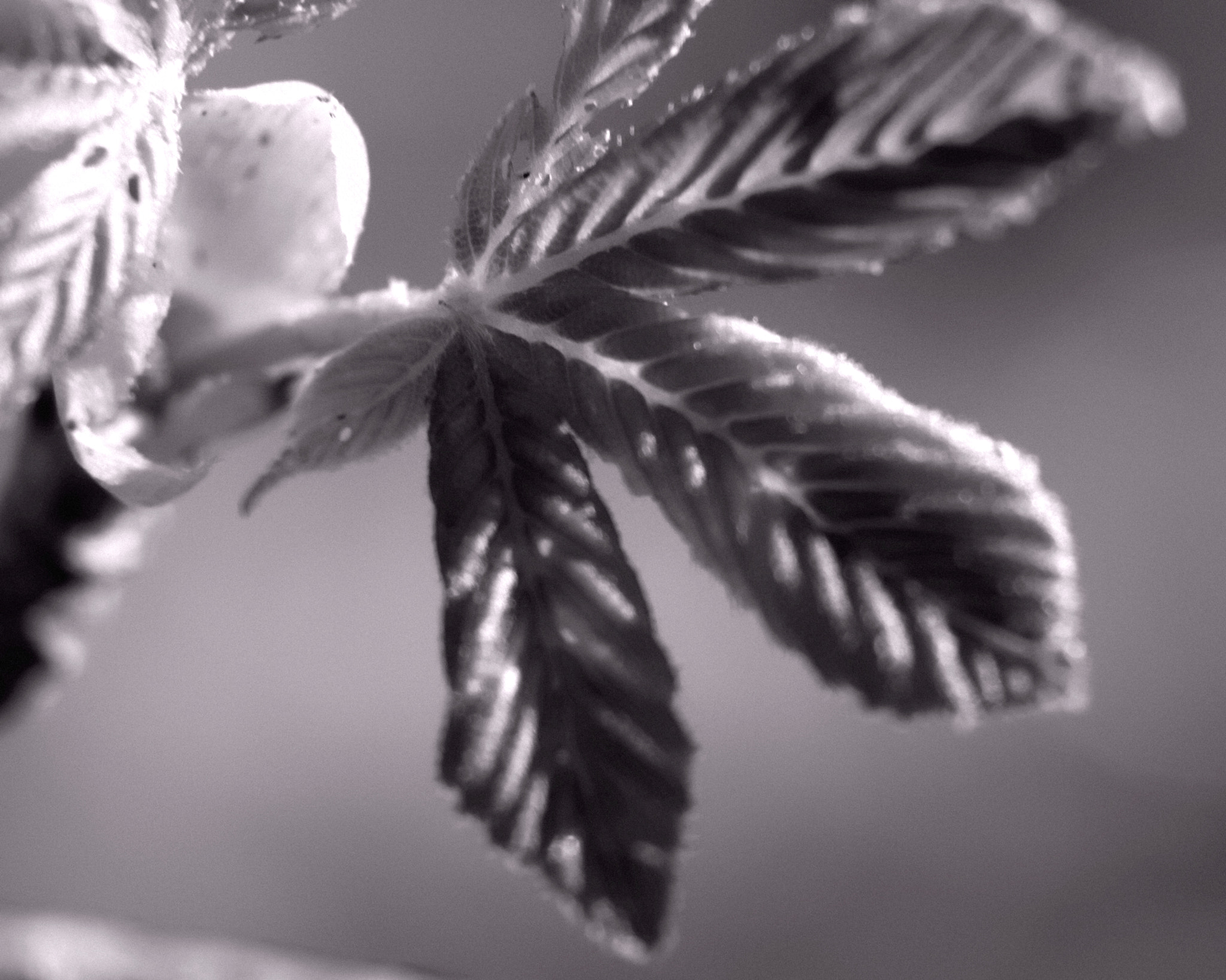 Canon EOS 760D (EOS Rebel T6s / EOS 8000D) sample photo. New growth photography
