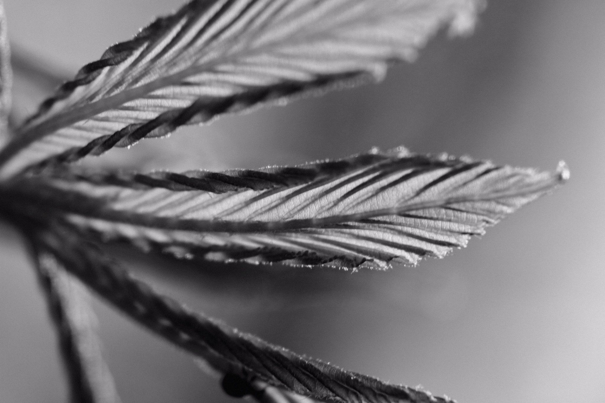 Canon EOS 760D (EOS Rebel T6s / EOS 8000D) sample photo. New growth 2 photography
