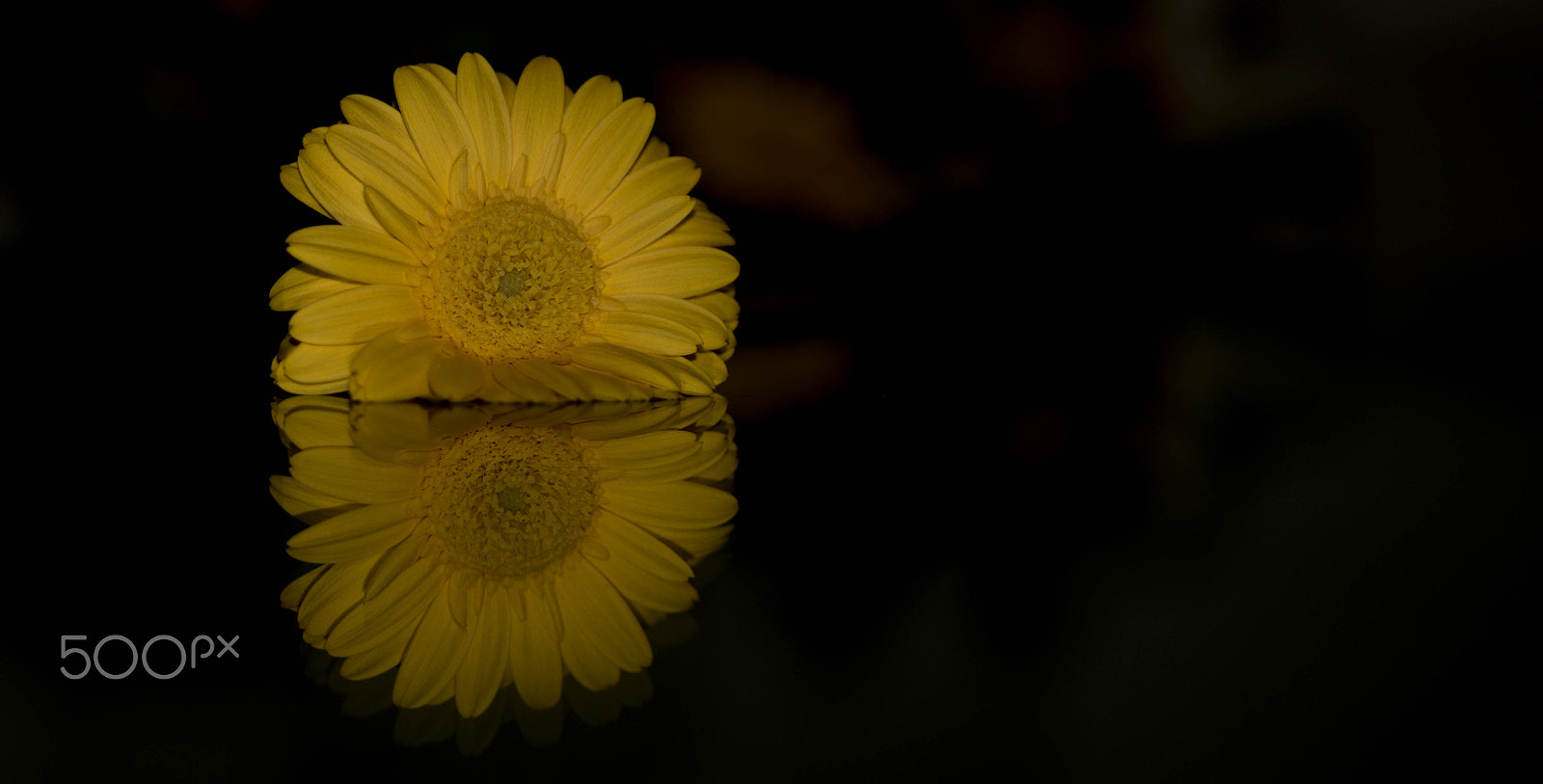 AF Micro-Nikkor 60mm f/2.8 sample photo. Flor abril photography