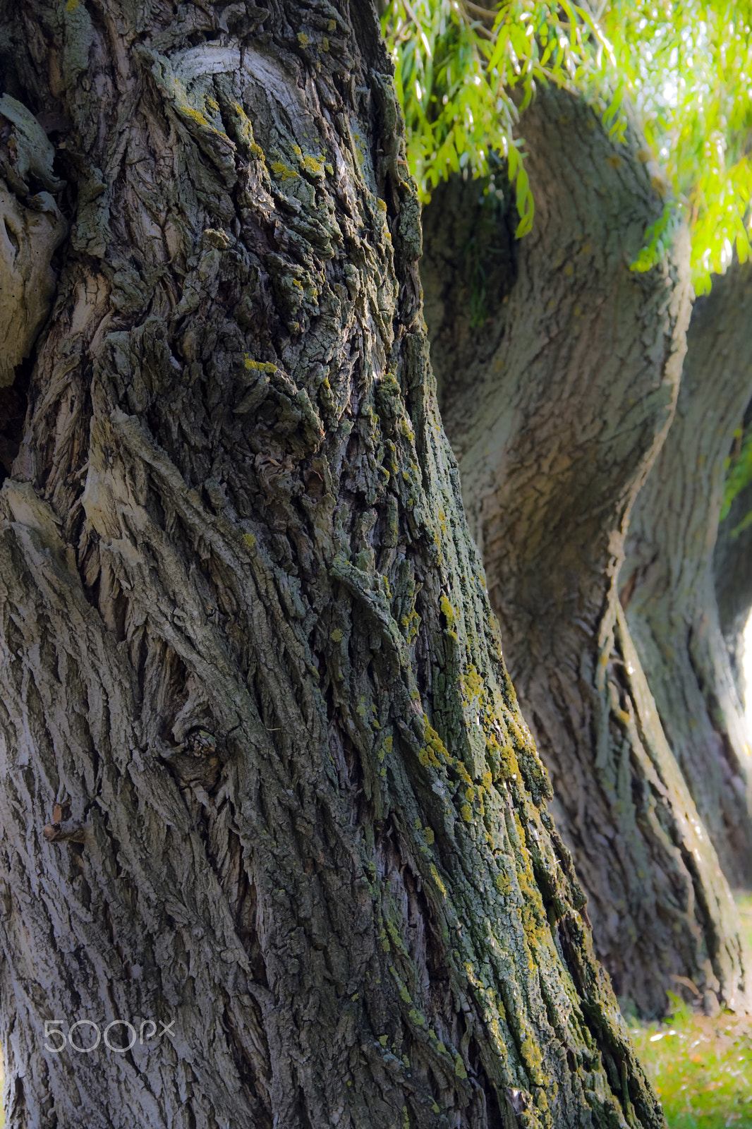 Canon EOS 40D sample photo. Willow bark photography