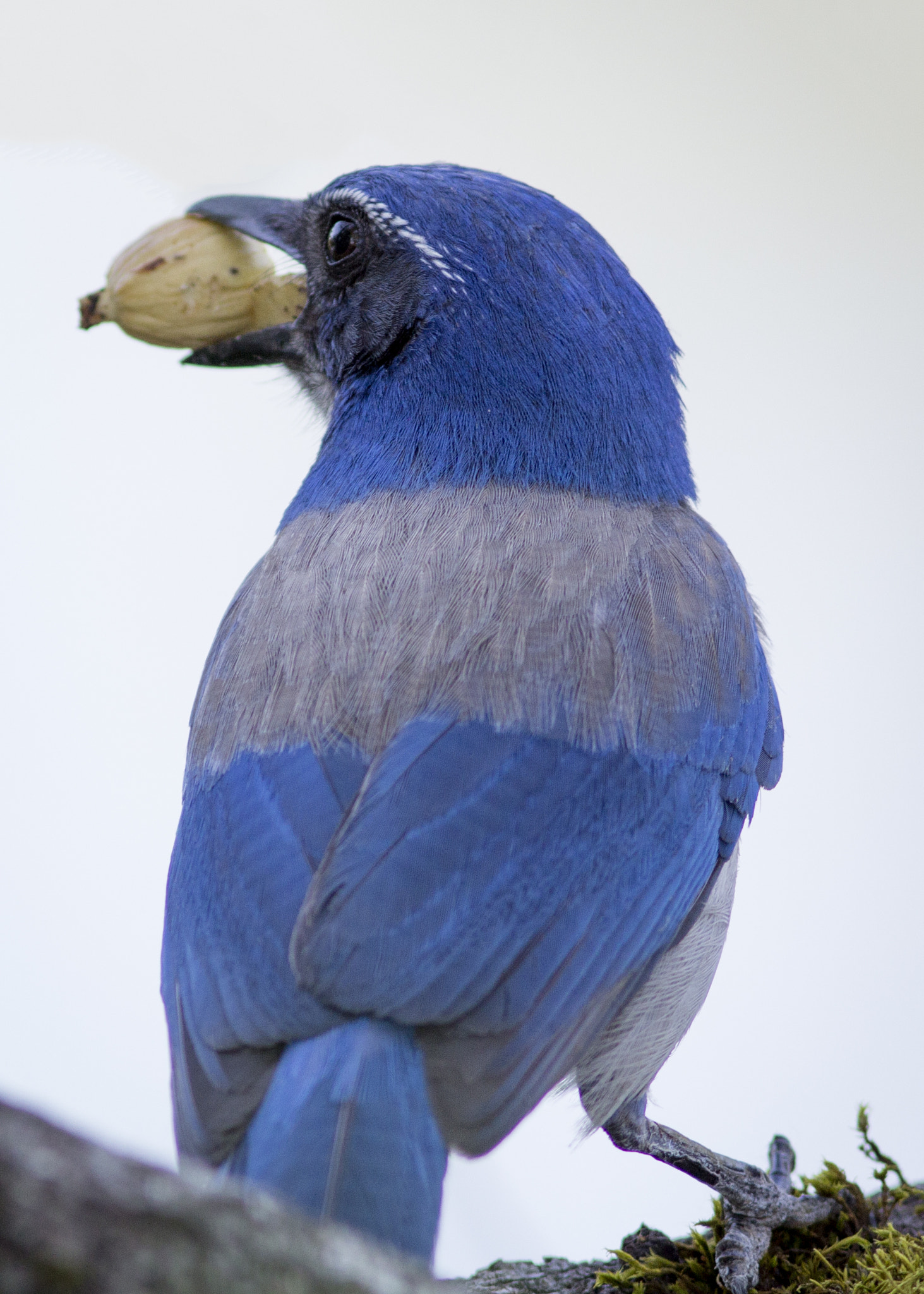 Canon EOS 60D + Canon EF 300mm F4L IS USM sample photo. Western scrub-jay photography