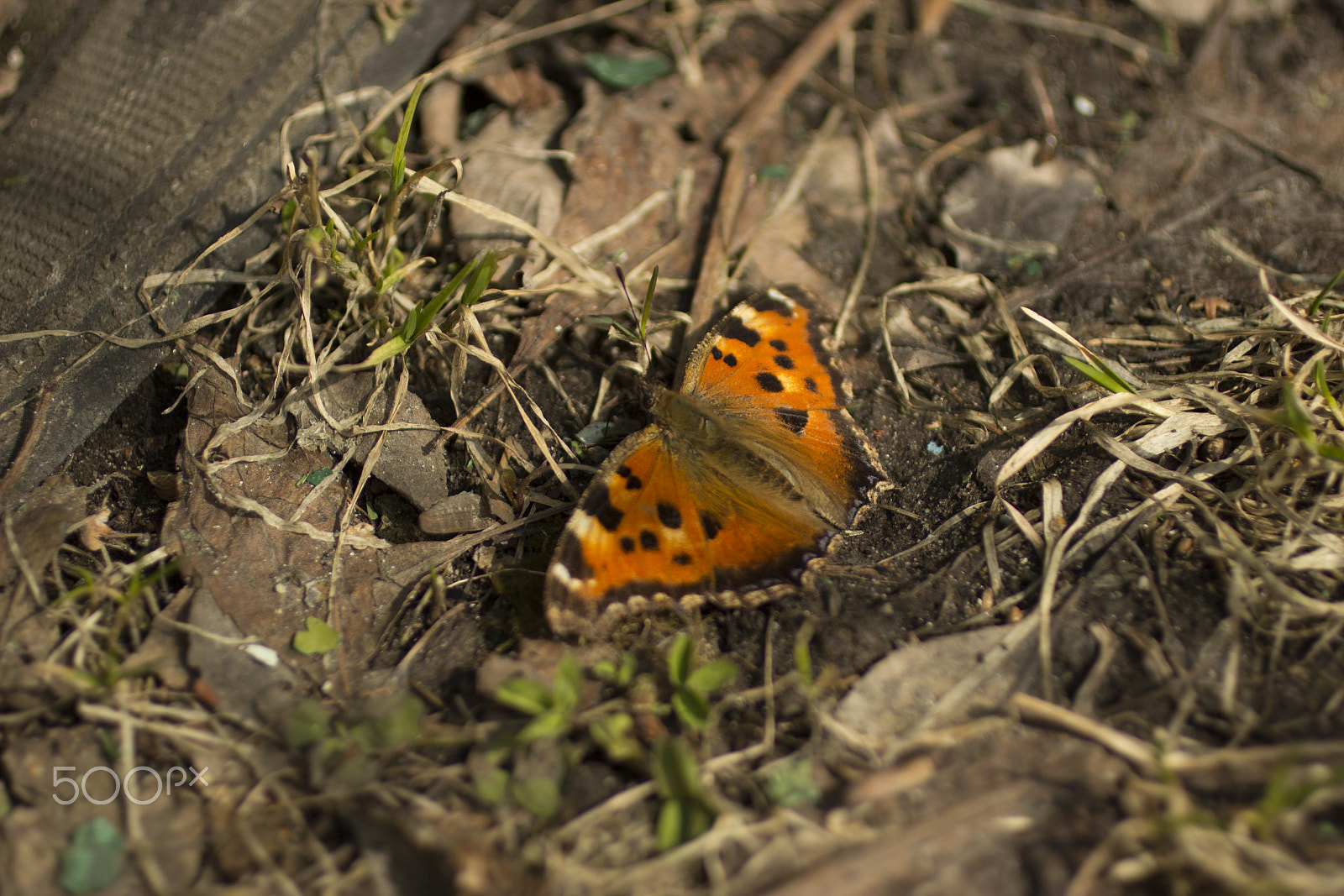 Canon EOS 600D (Rebel EOS T3i / EOS Kiss X5) + Canon EF 50mm F2.5 Macro sample photo. Fly butterfly photography