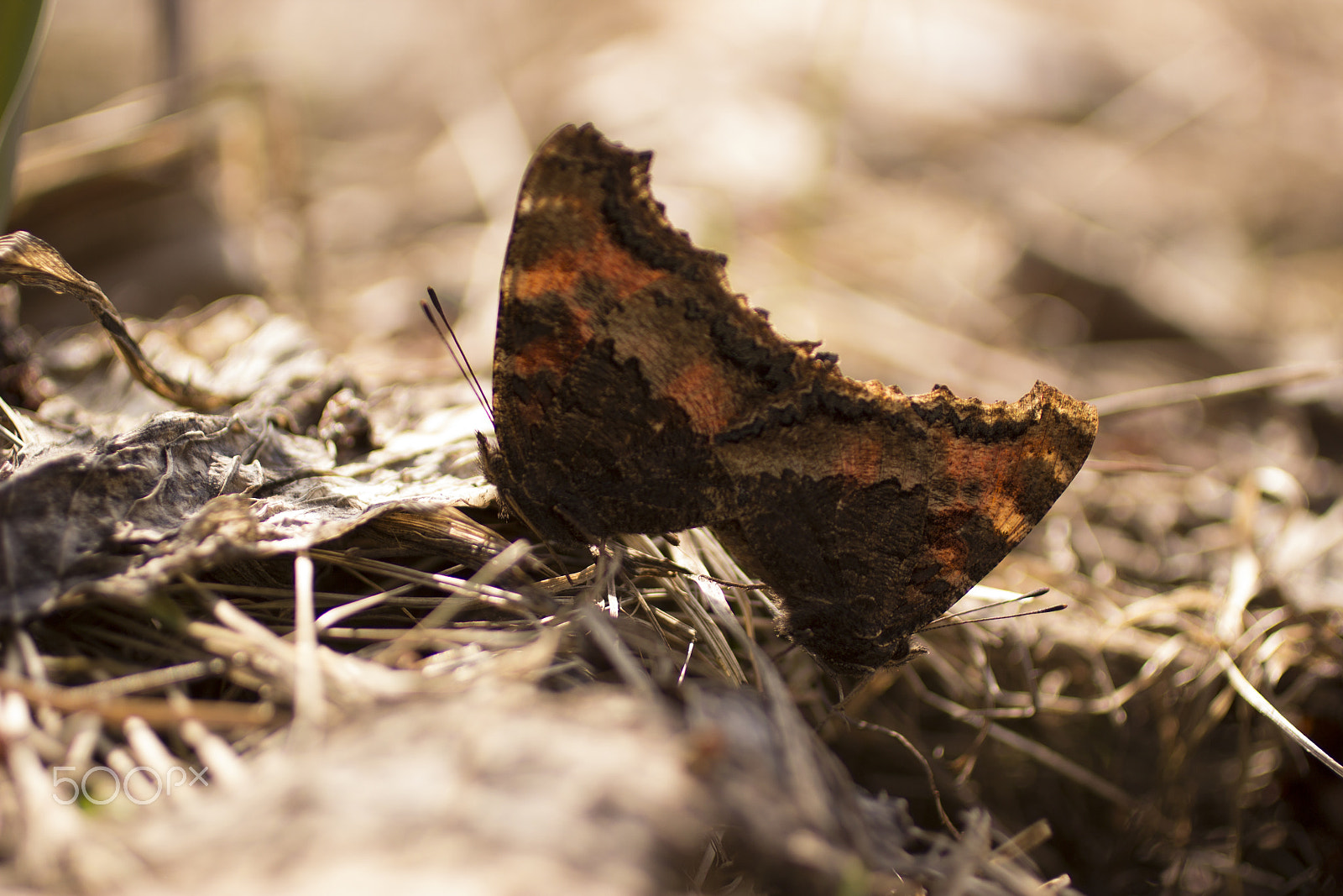 Canon EOS 600D (Rebel EOS T3i / EOS Kiss X5) + Canon EF 50mm F2.5 Macro sample photo. Fly butterfly photography